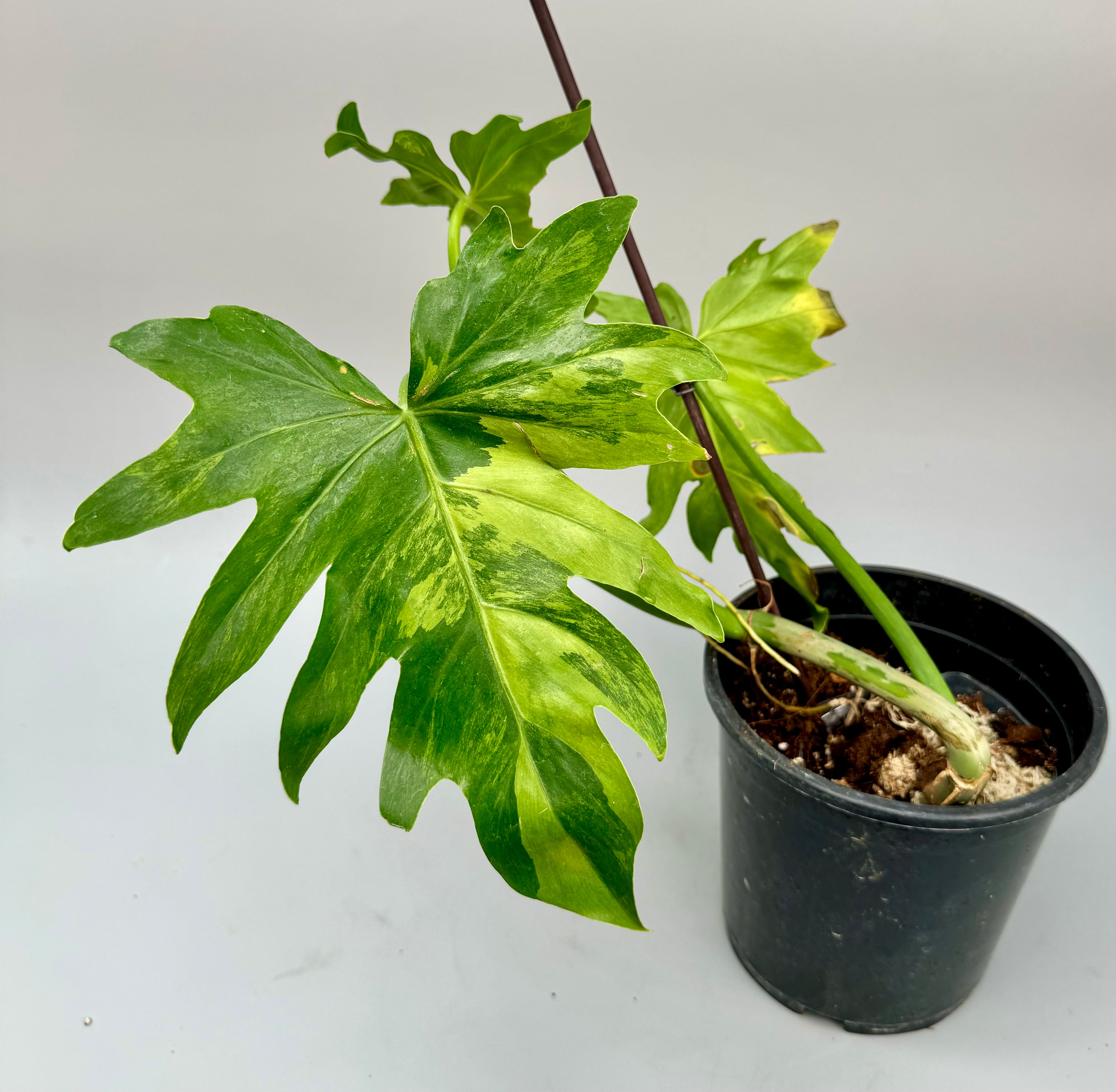 Philodendron Radiatum Variegated. outlets