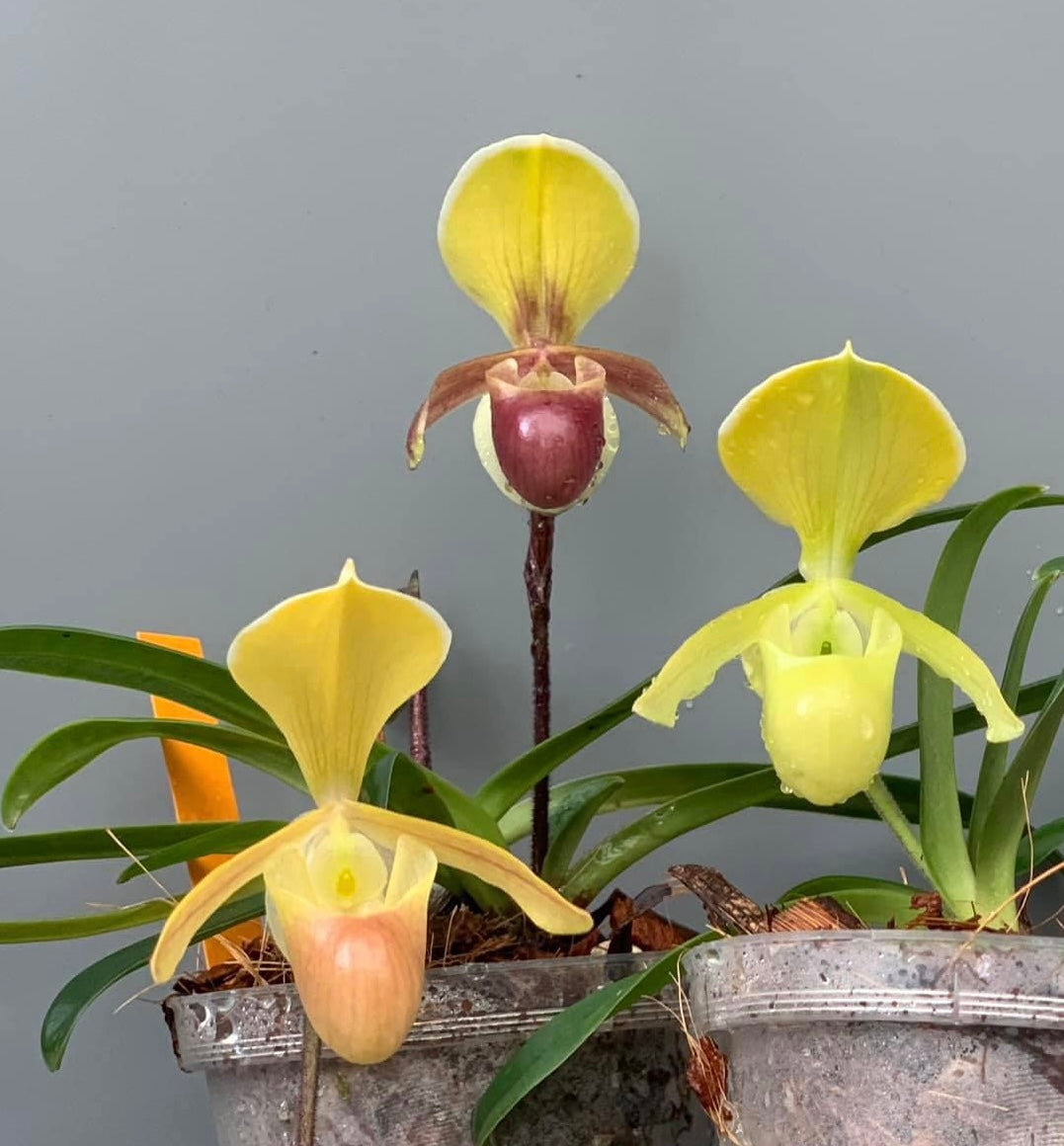 Paphiopedilum helenae "Dark" (Big Plant)