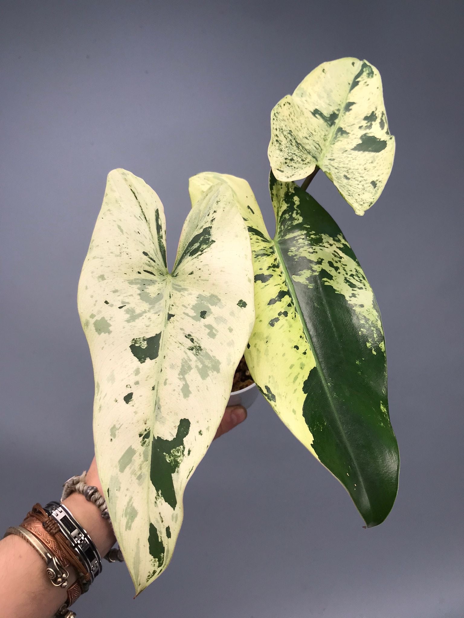 Philodendron ilsemanii nr 1.2