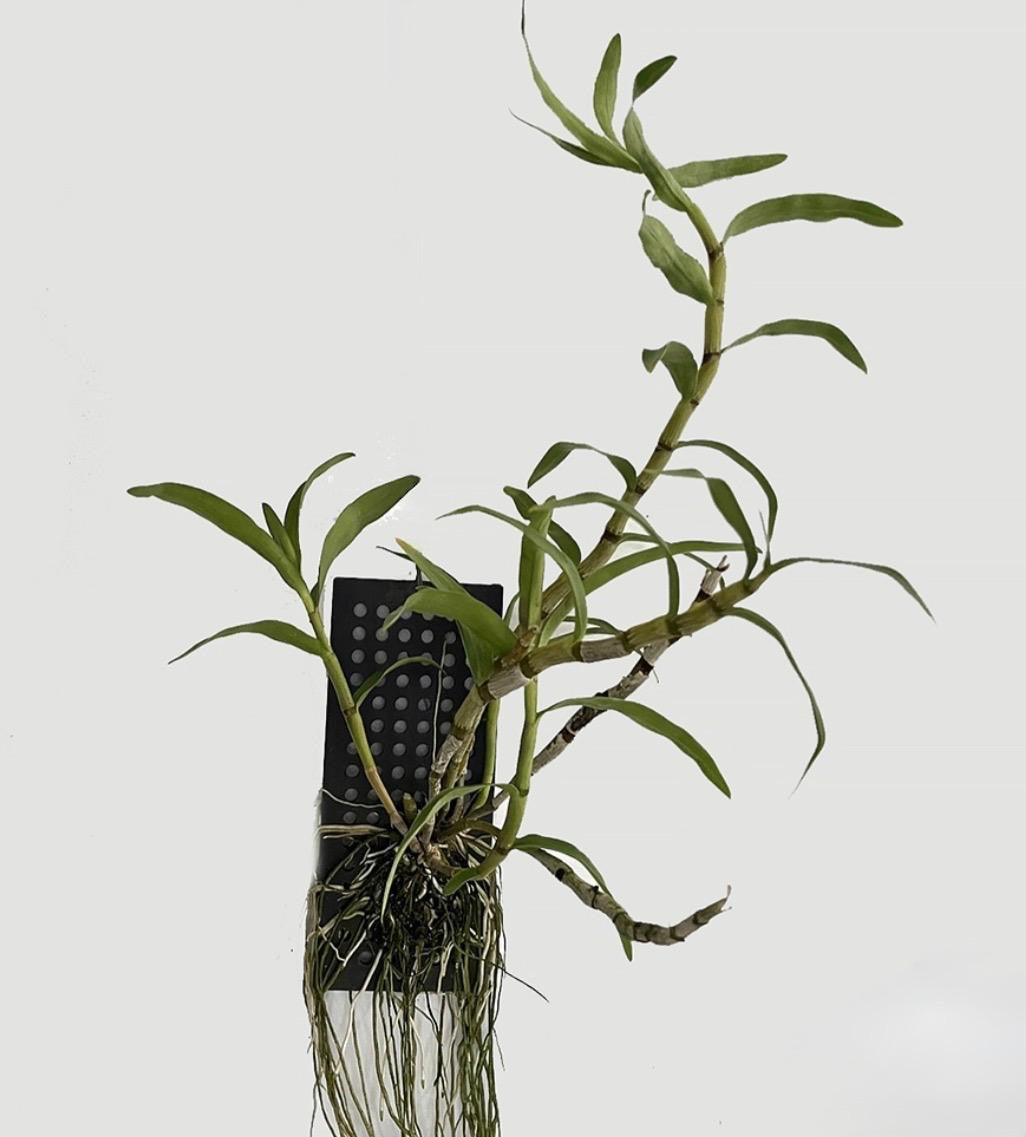 Dendrobium Jairak Chaste