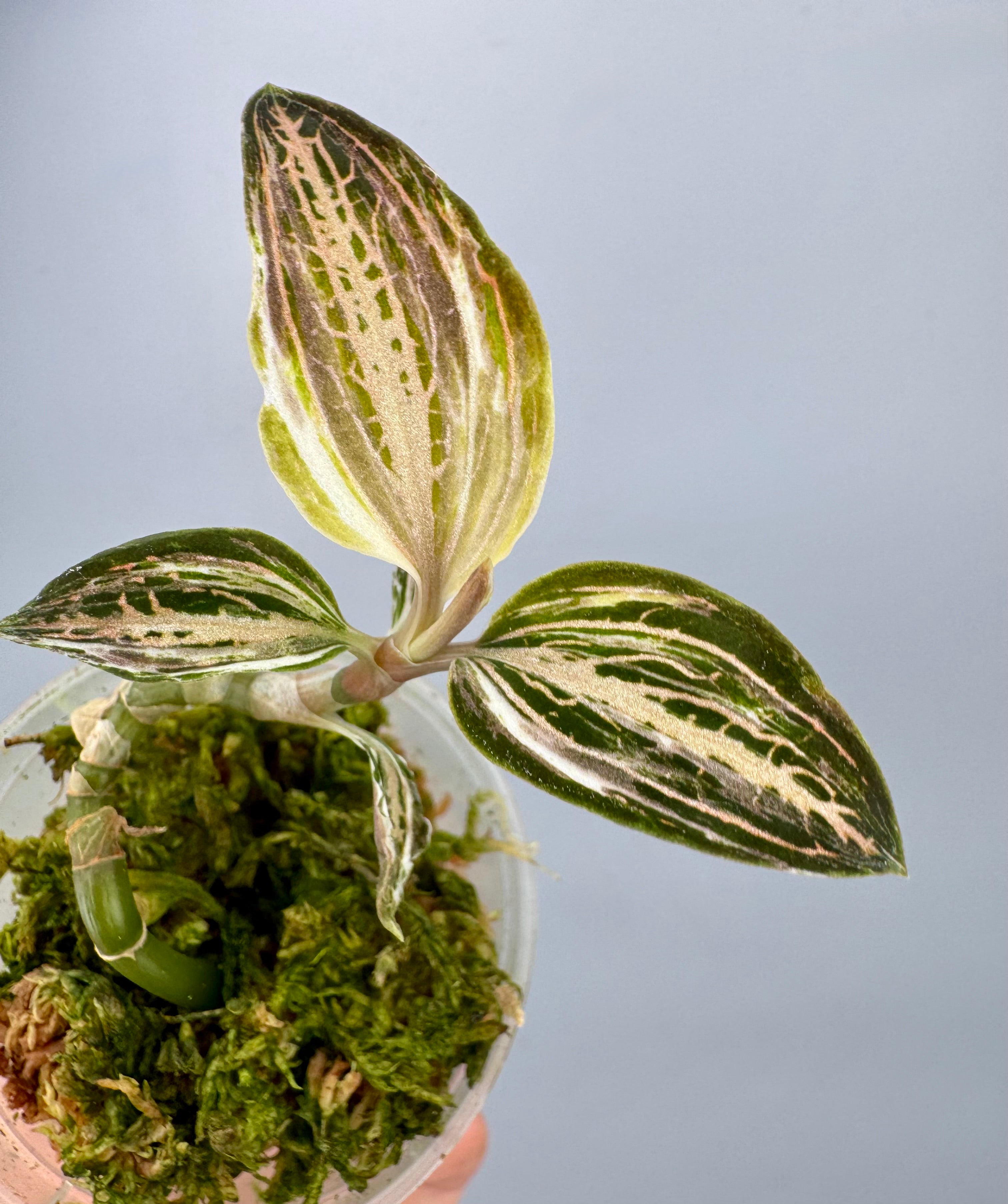 Anoectochilus reinwardtii x Ludisia discolor Variegated