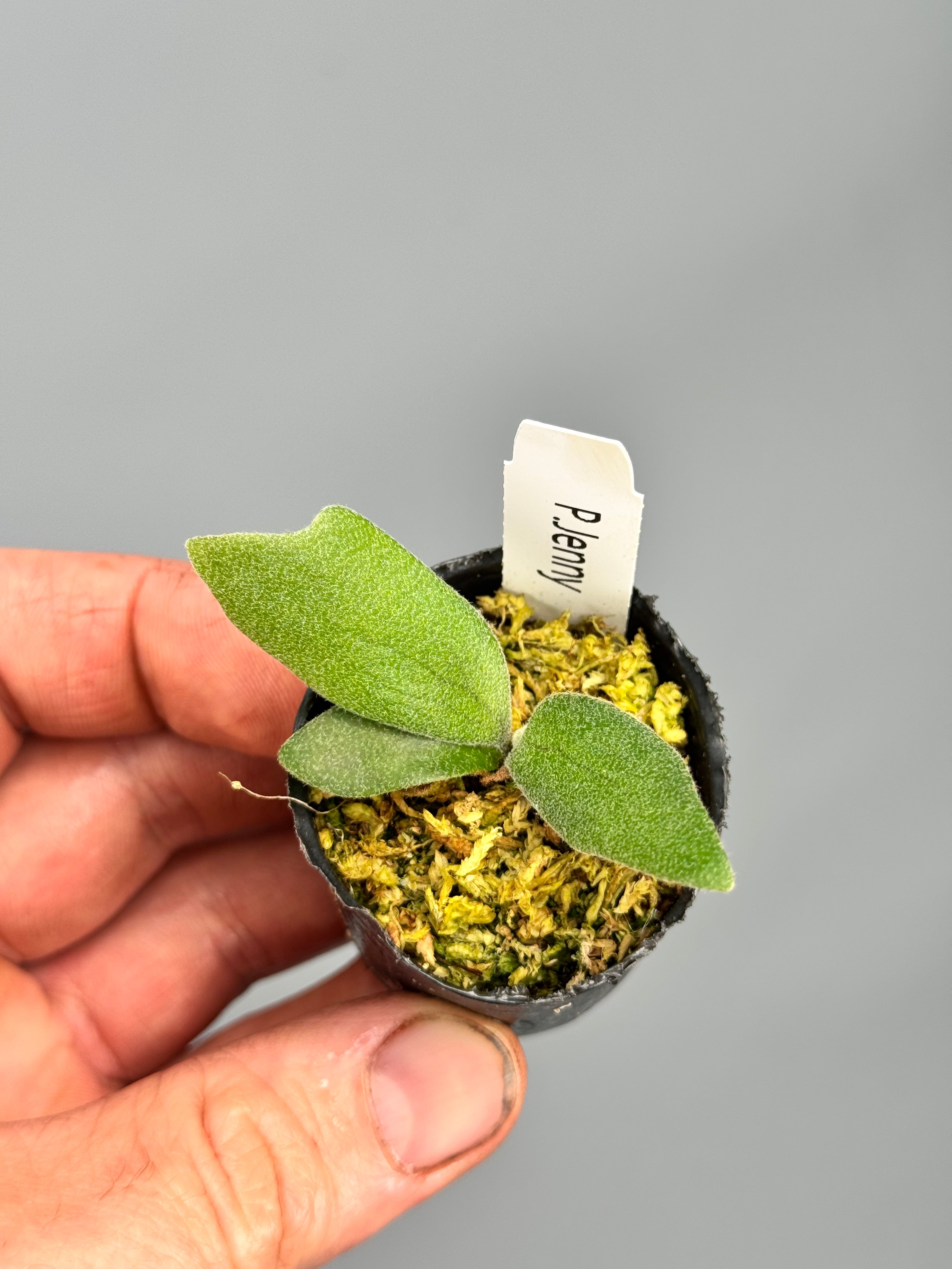 Platycerium willinckii ‘Jenny’