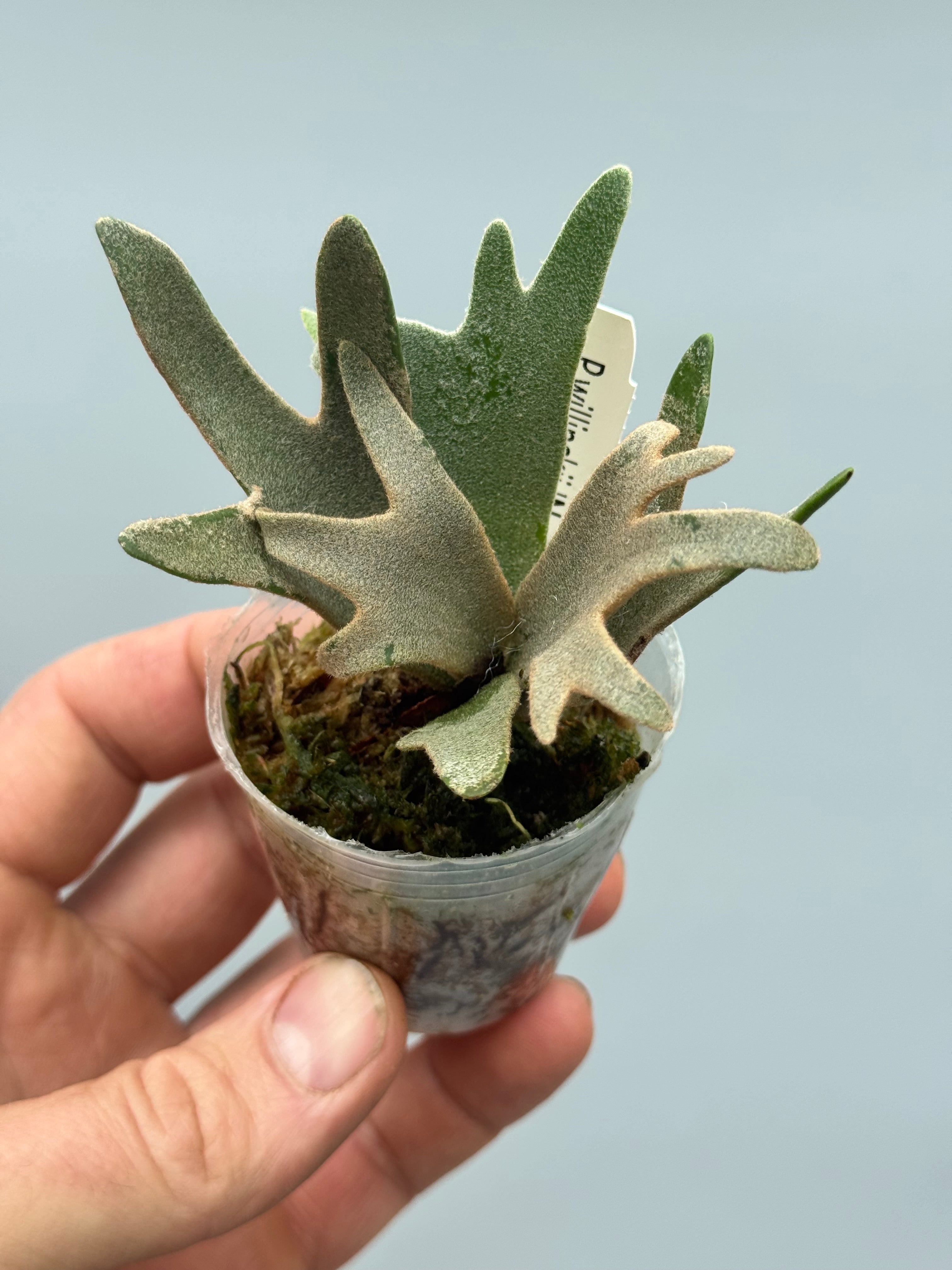 Platycerium willinckii ‘Nano’ (Big Plant)