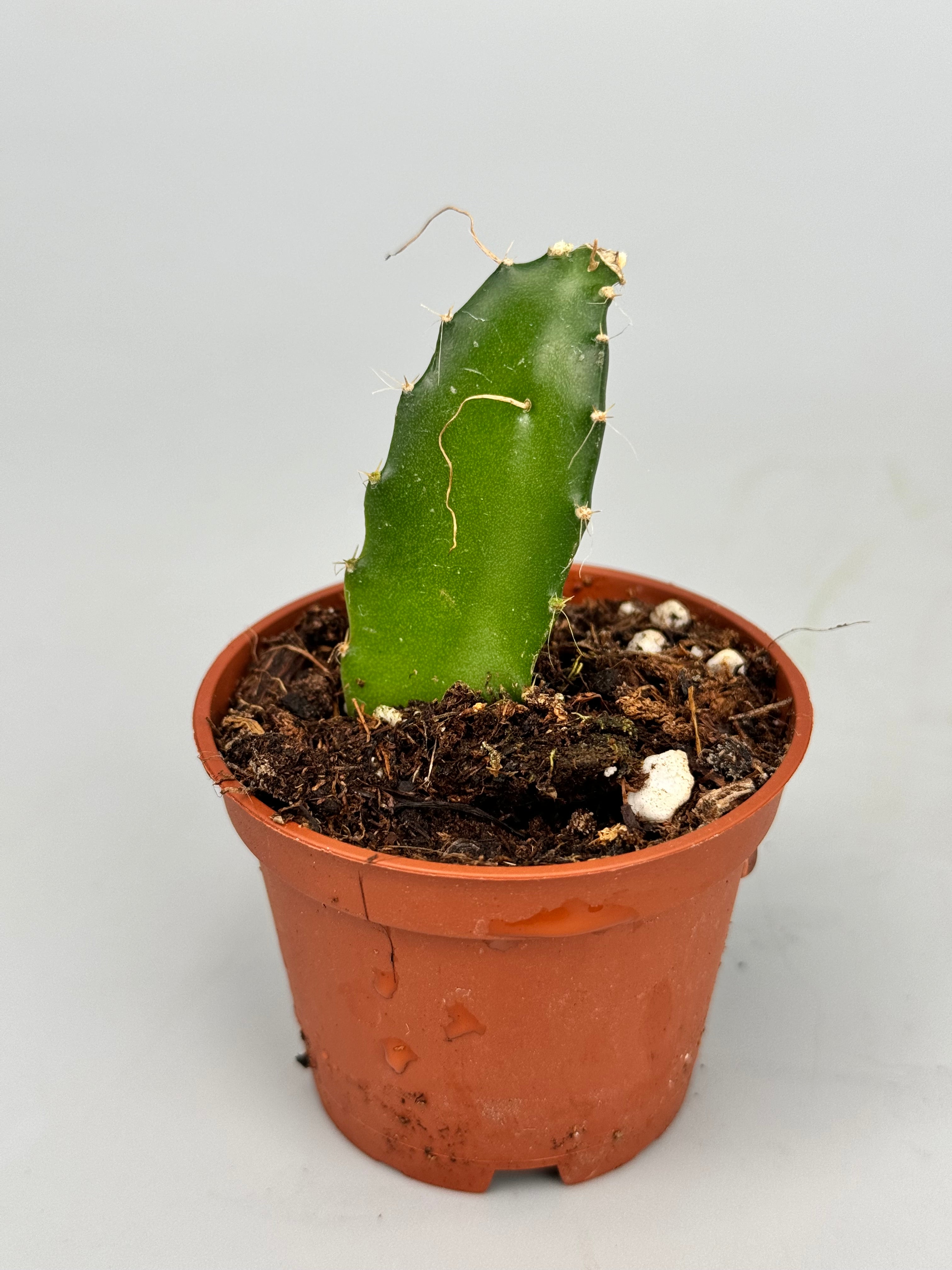 Hylocereus undatus "Dragon Fruit"