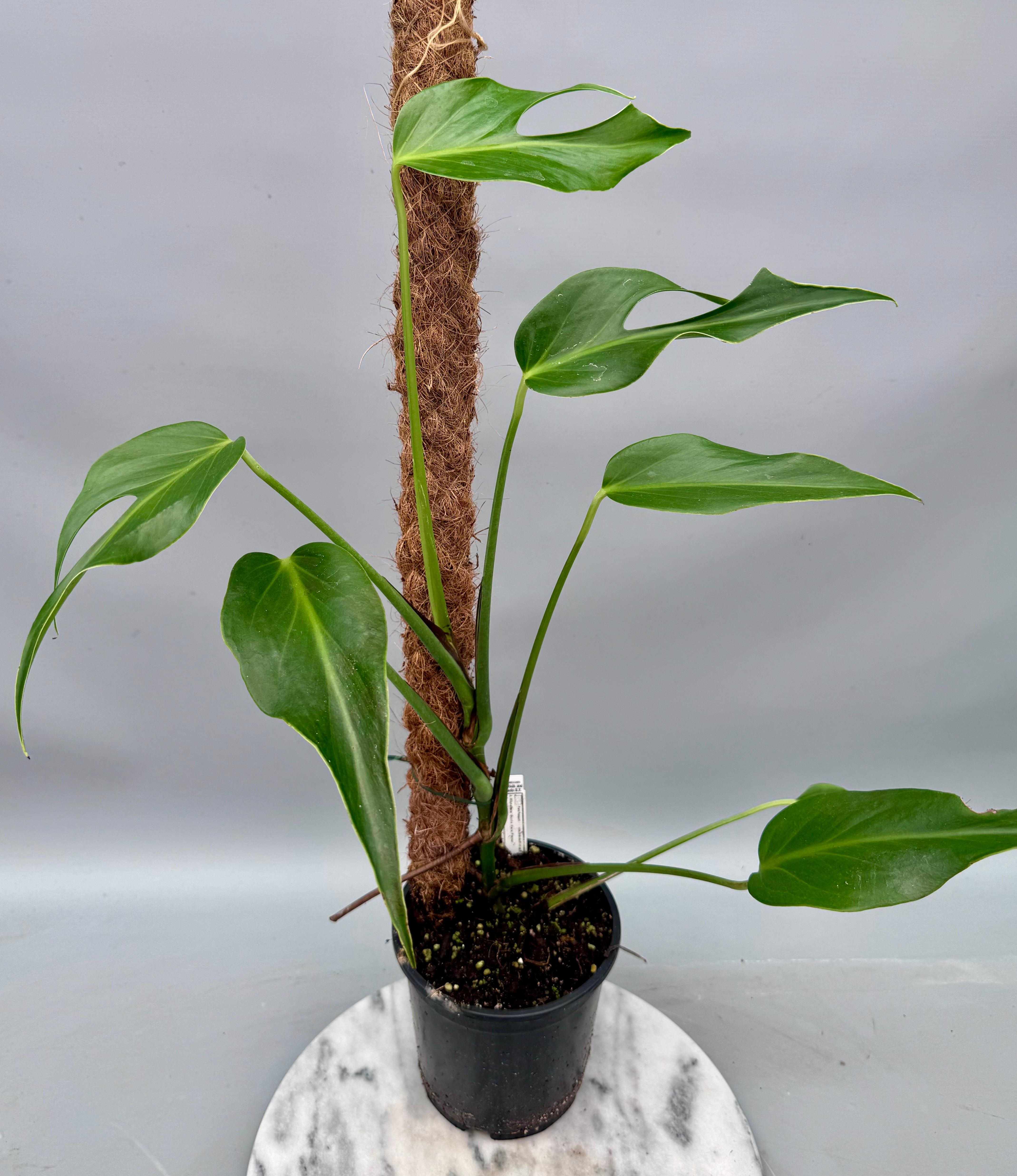 Monstera 'Burle Marx Flame' XL (4-5 Big Leaves)