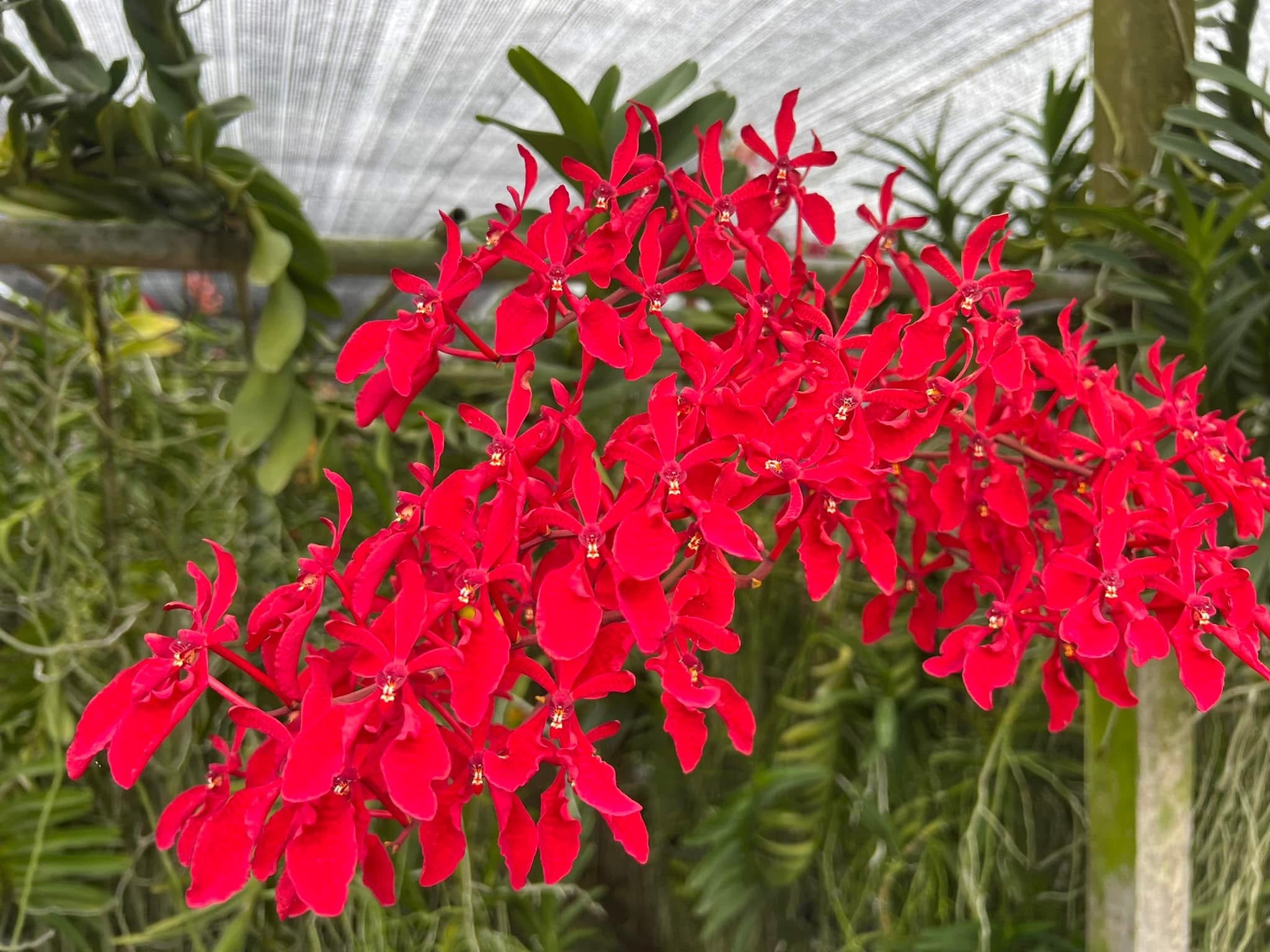 Renanthera philippinensis