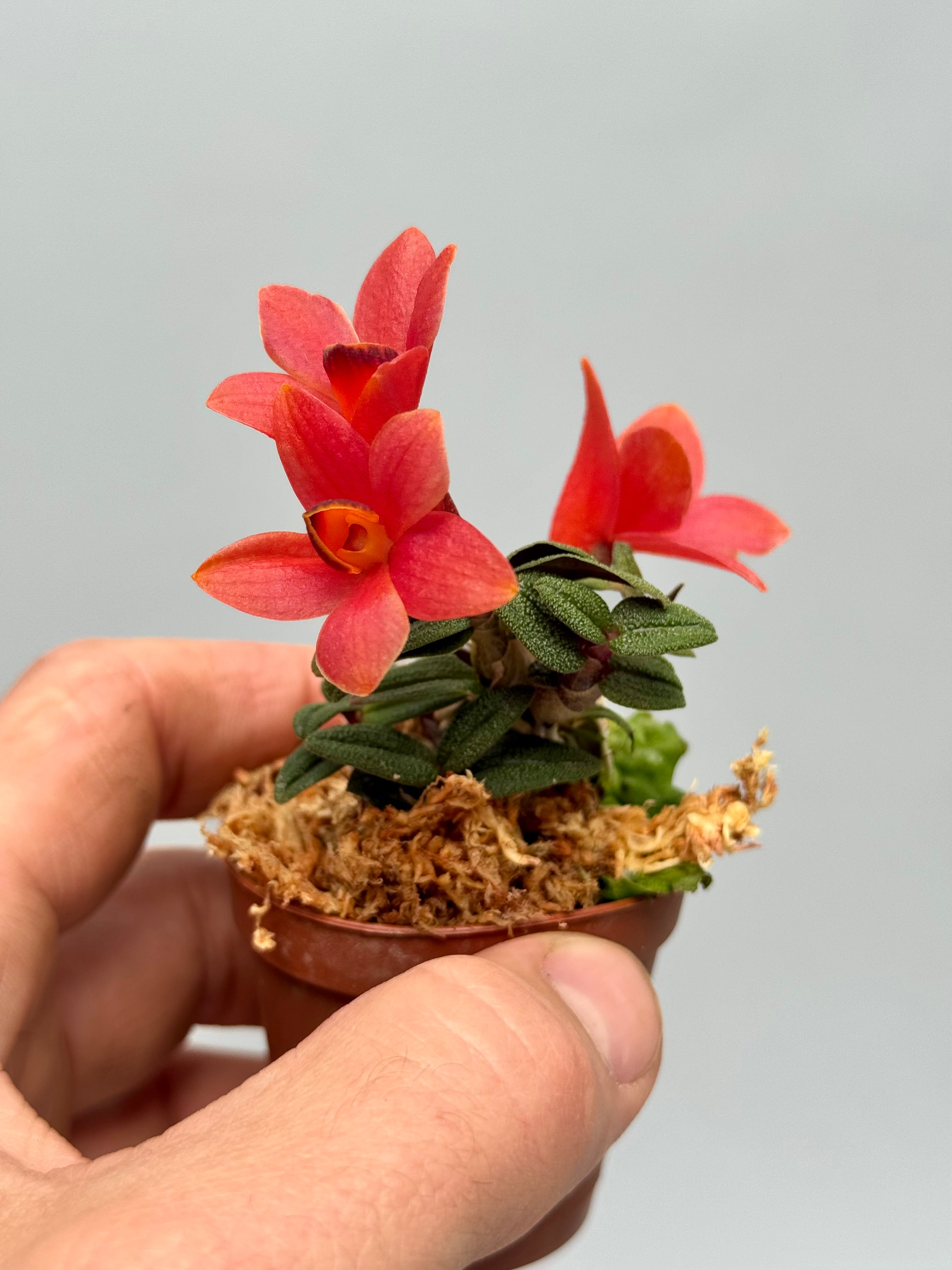 Dendrobium cuthbersonii "Red"