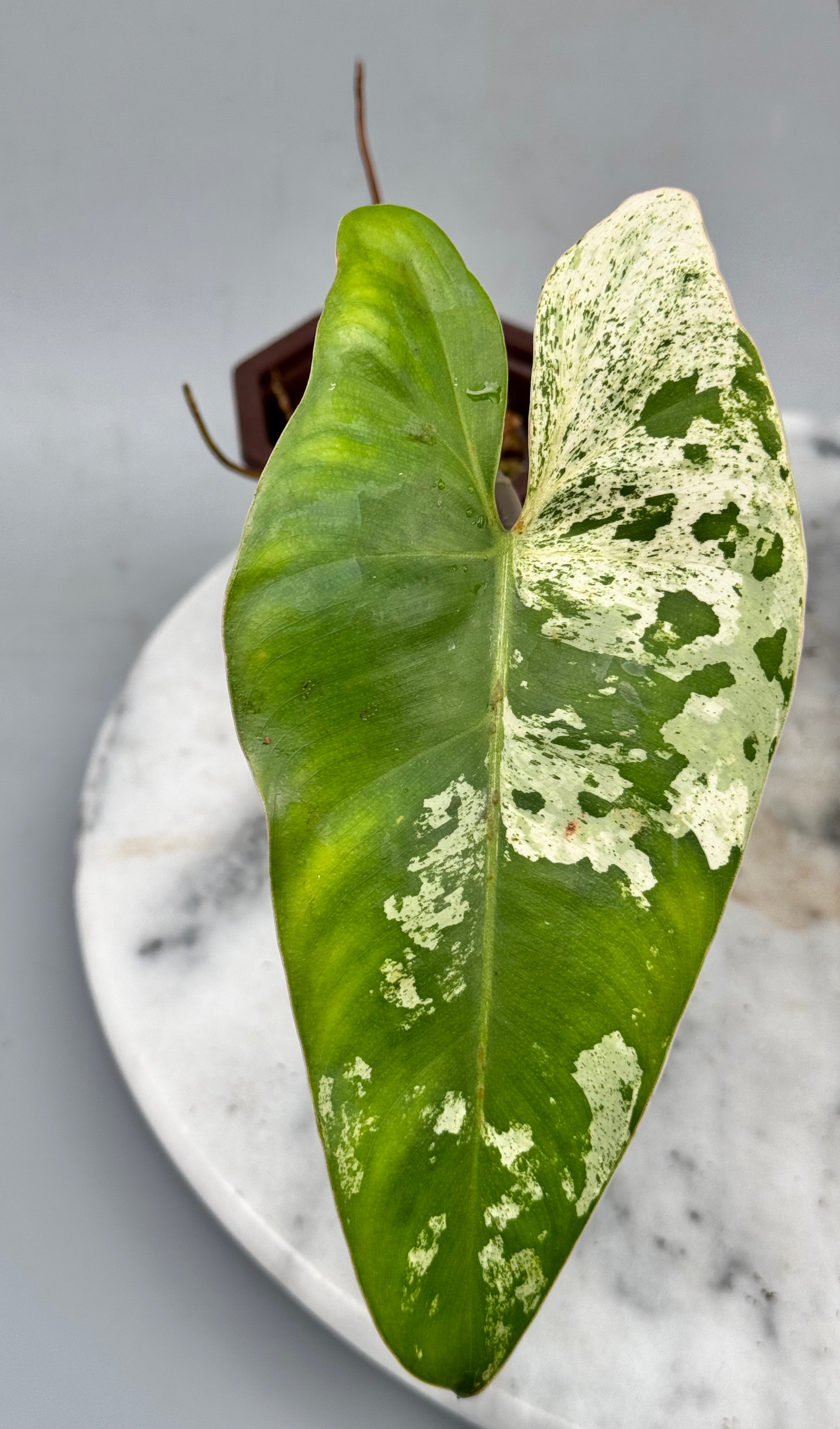 philodendron leaf cutting Philodendron ilsemanii (1 Leaf Cutting)