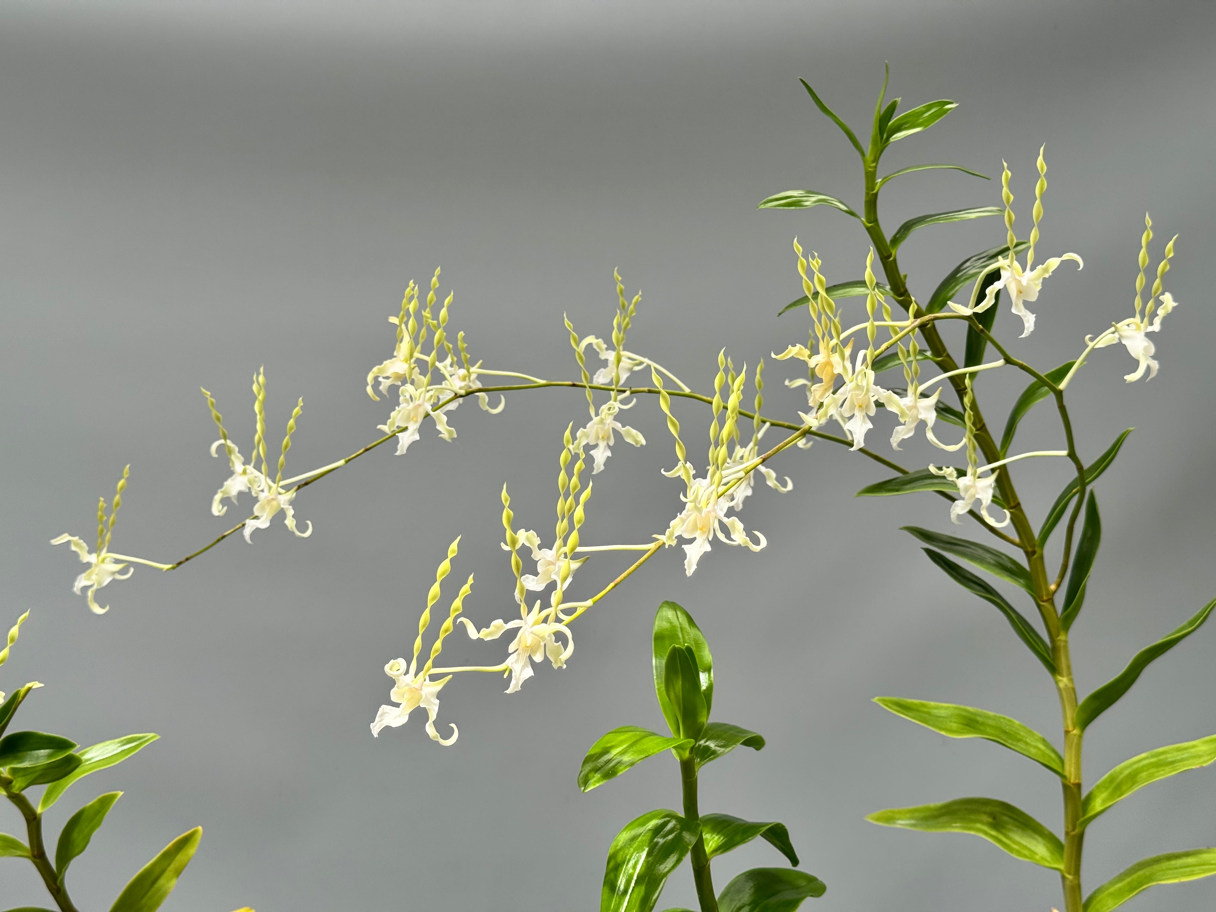 Dendrobium antennatum var. Alba