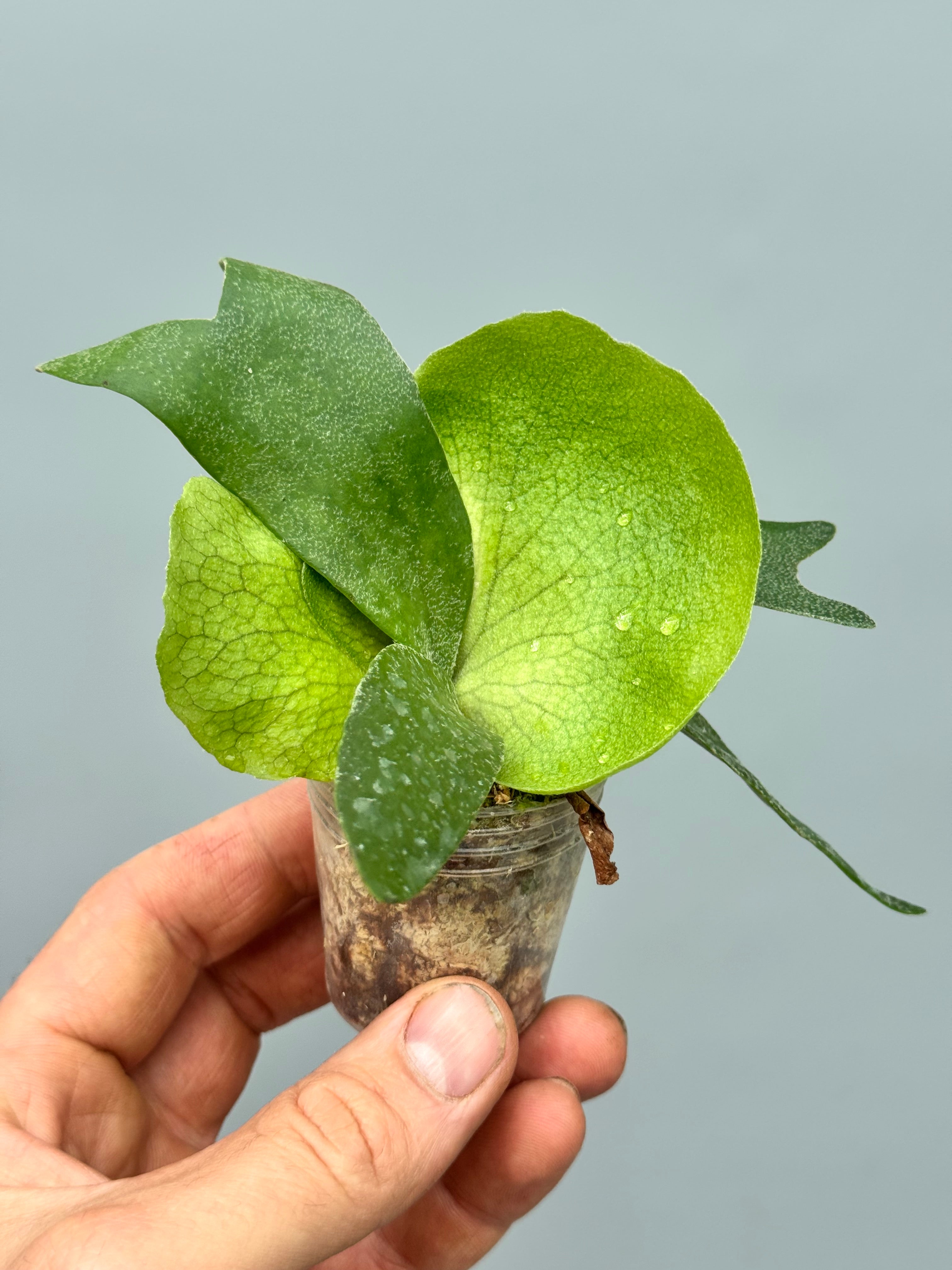 Platycerium Foongsiqi