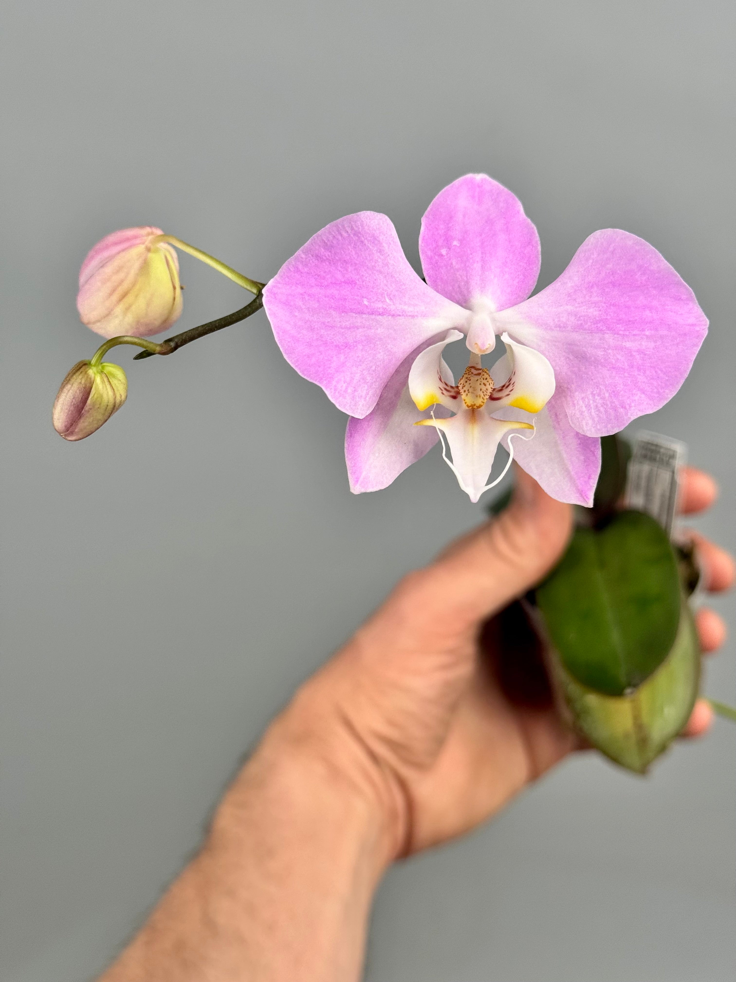 Phalaenopsis sanderiana