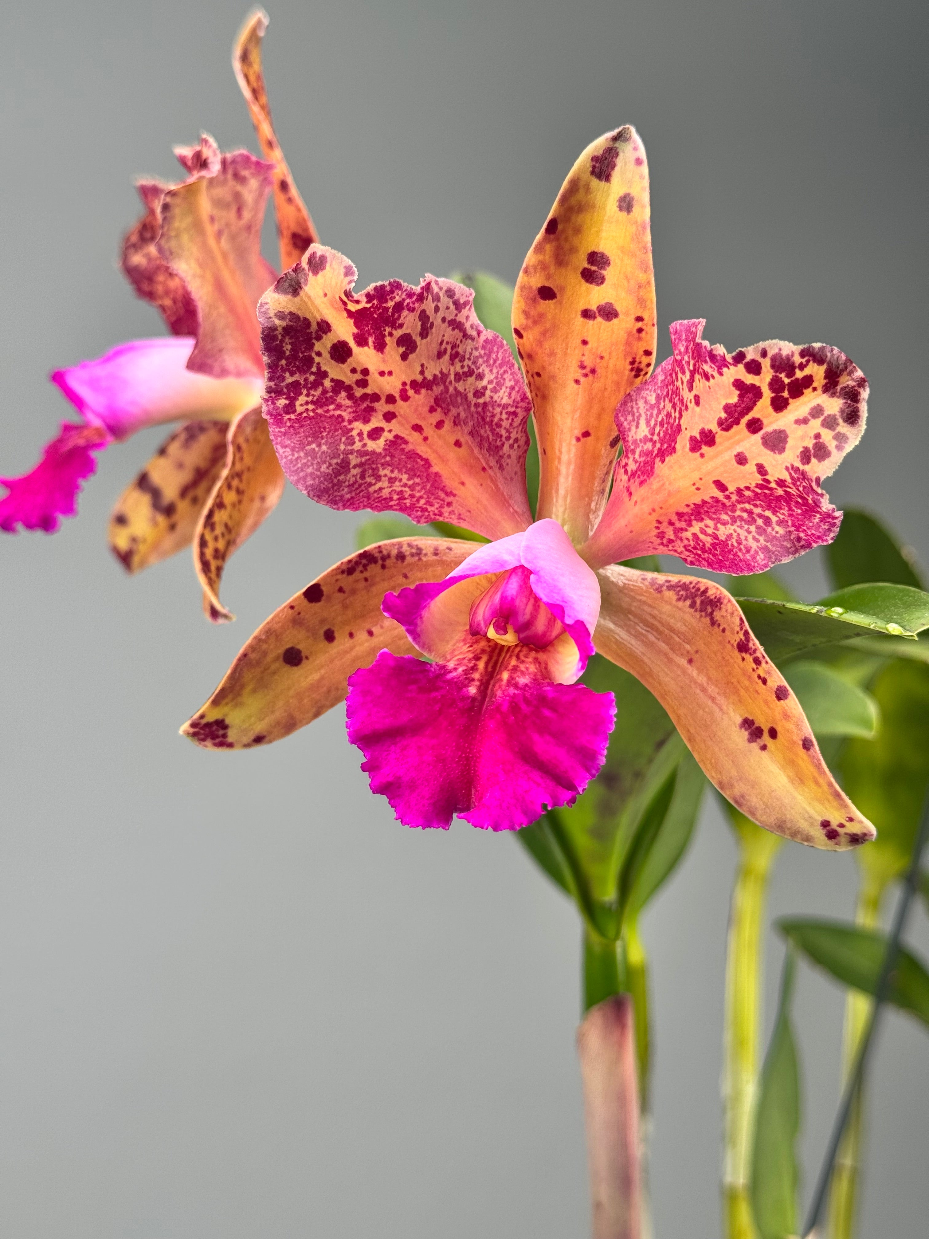 Blc. Durigan Dracco