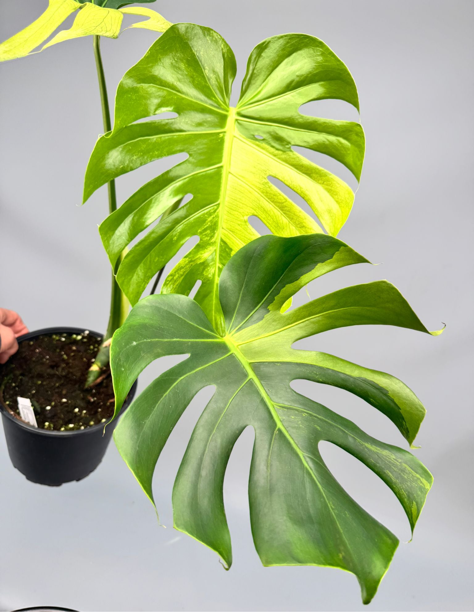 Monstera Ocean Mint nr 1