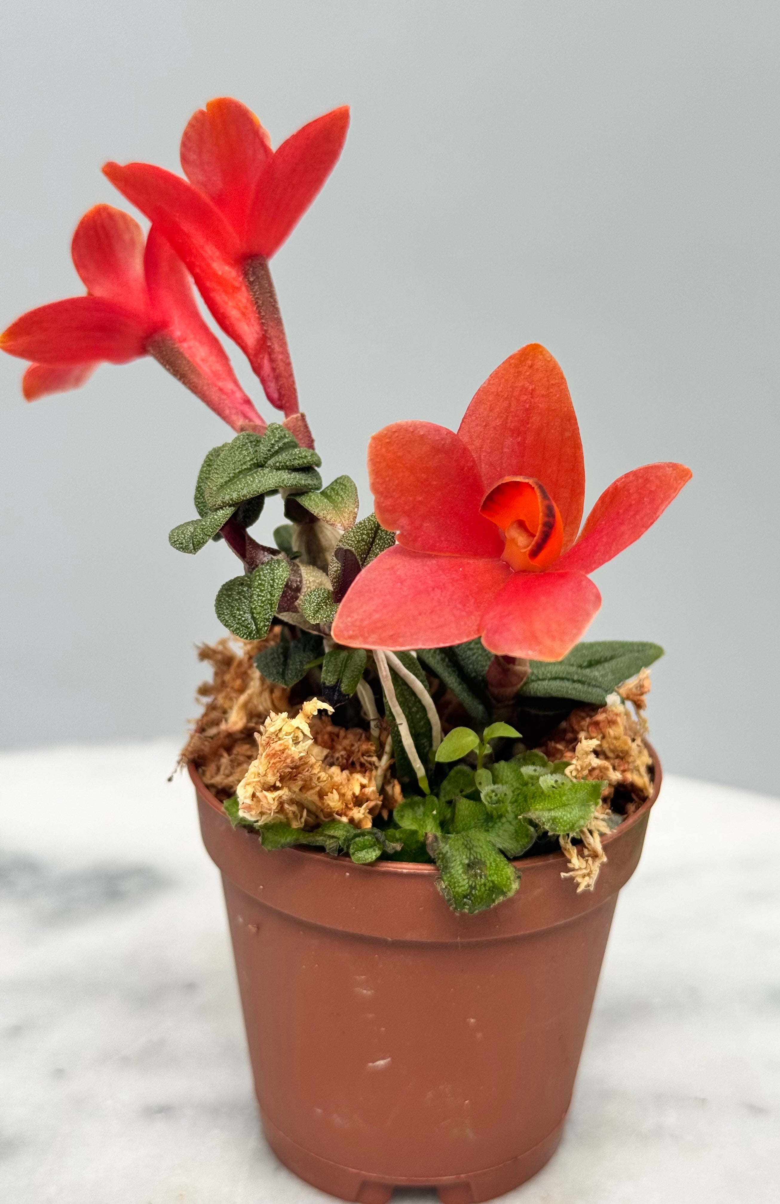 Dendrobium cuthbersonii "Red"