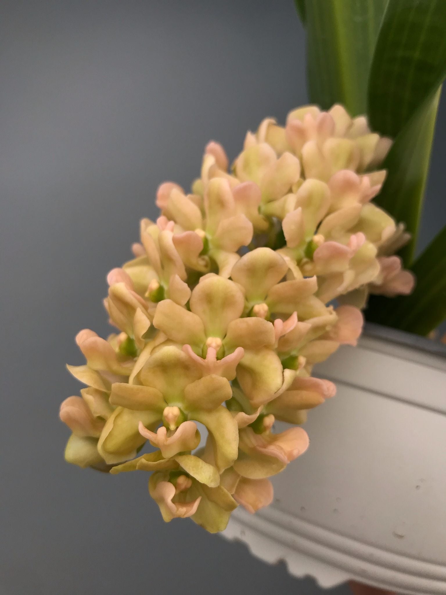Rhynchostylis gigantea "peach" x “Yellow”