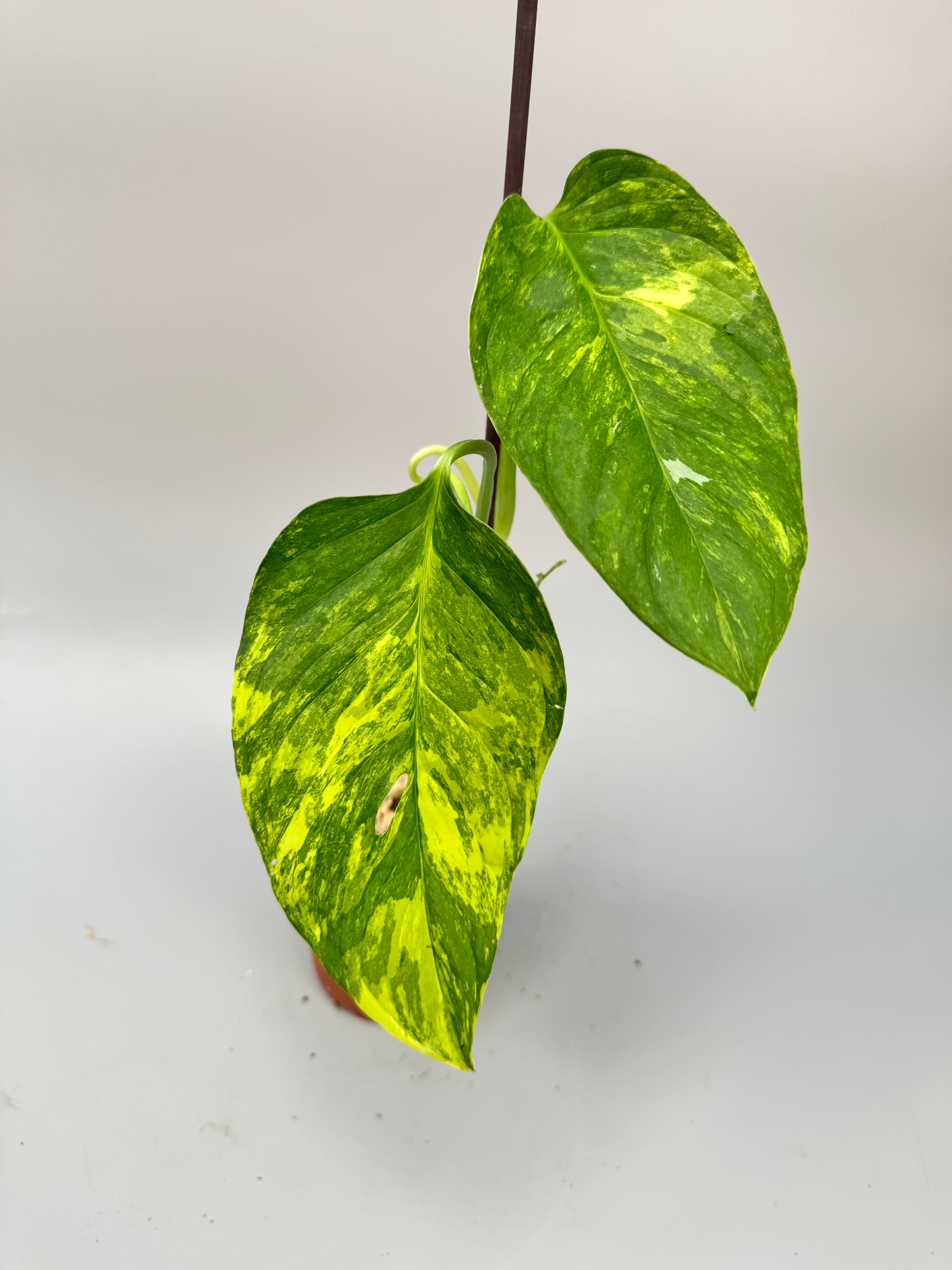 Monstera obliqua mayuna Variegata Aurea