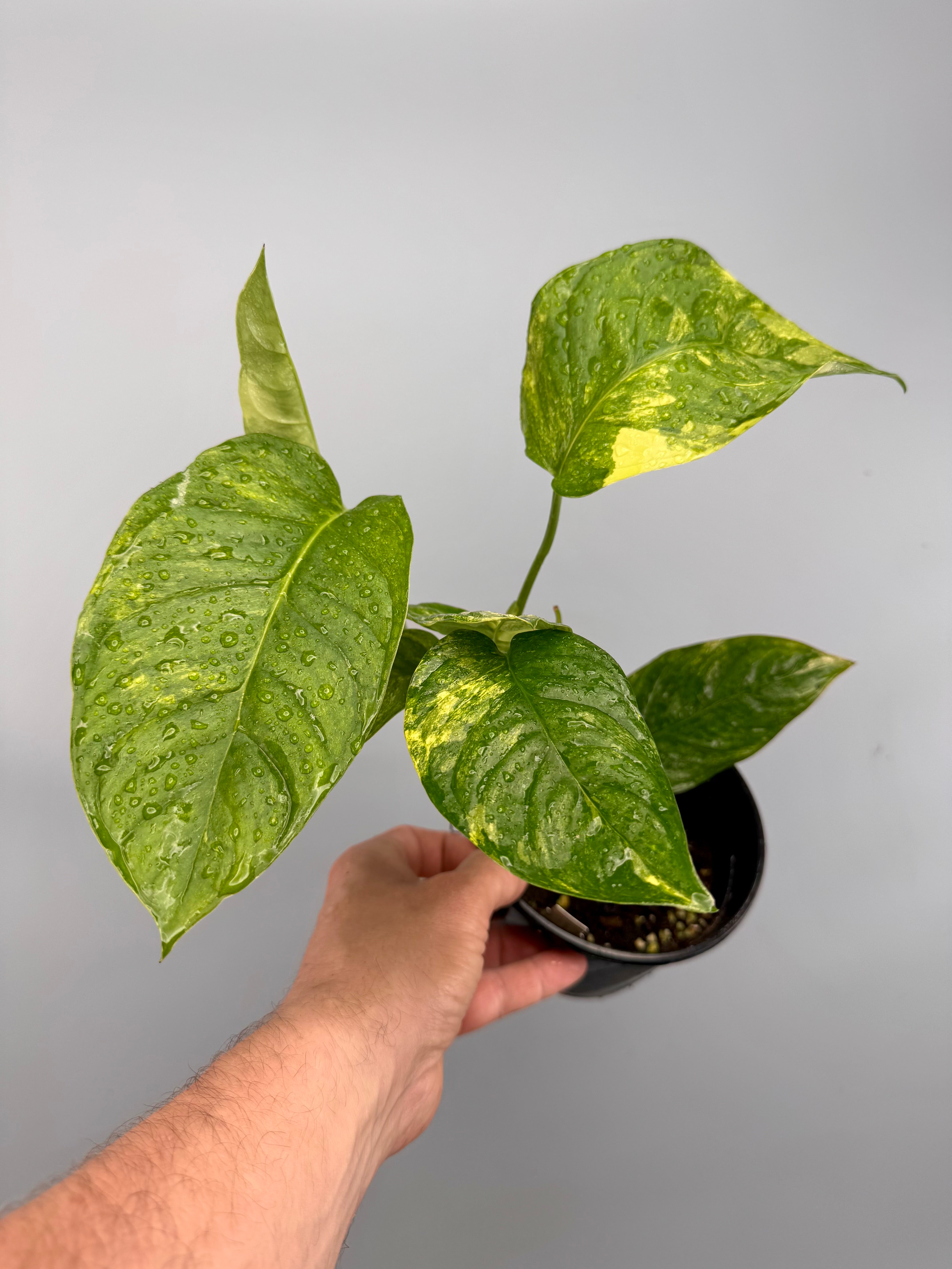 Monstera obliqua mayuna Variegata Aurea