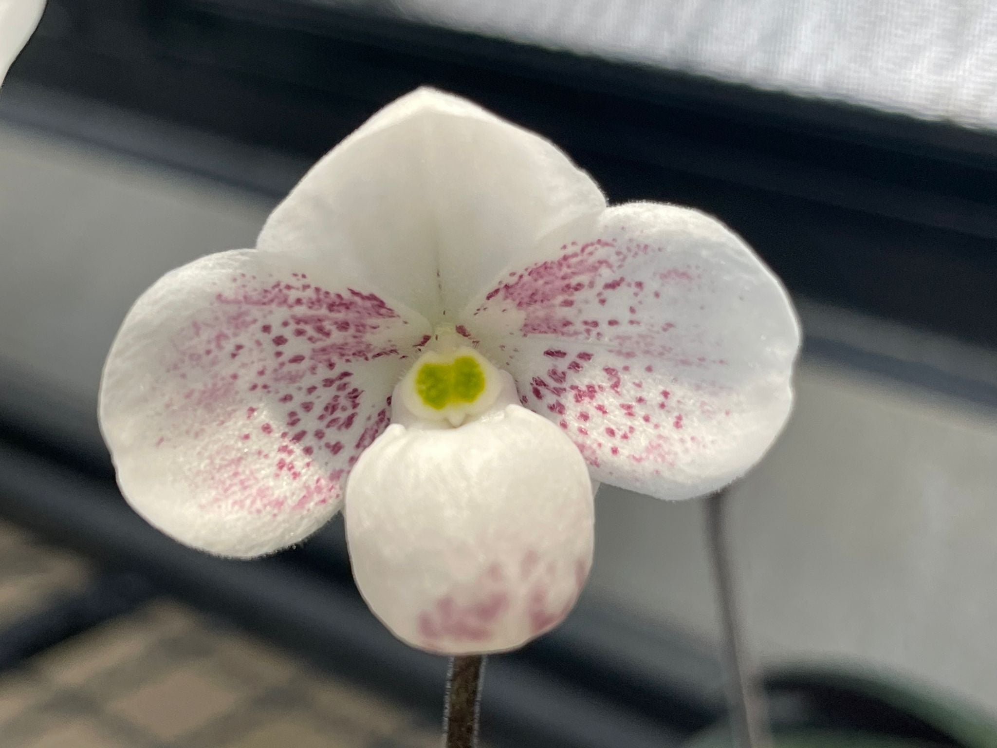 Paphiopedilum thaianum ‘Pink Flame’ (Nr 1)