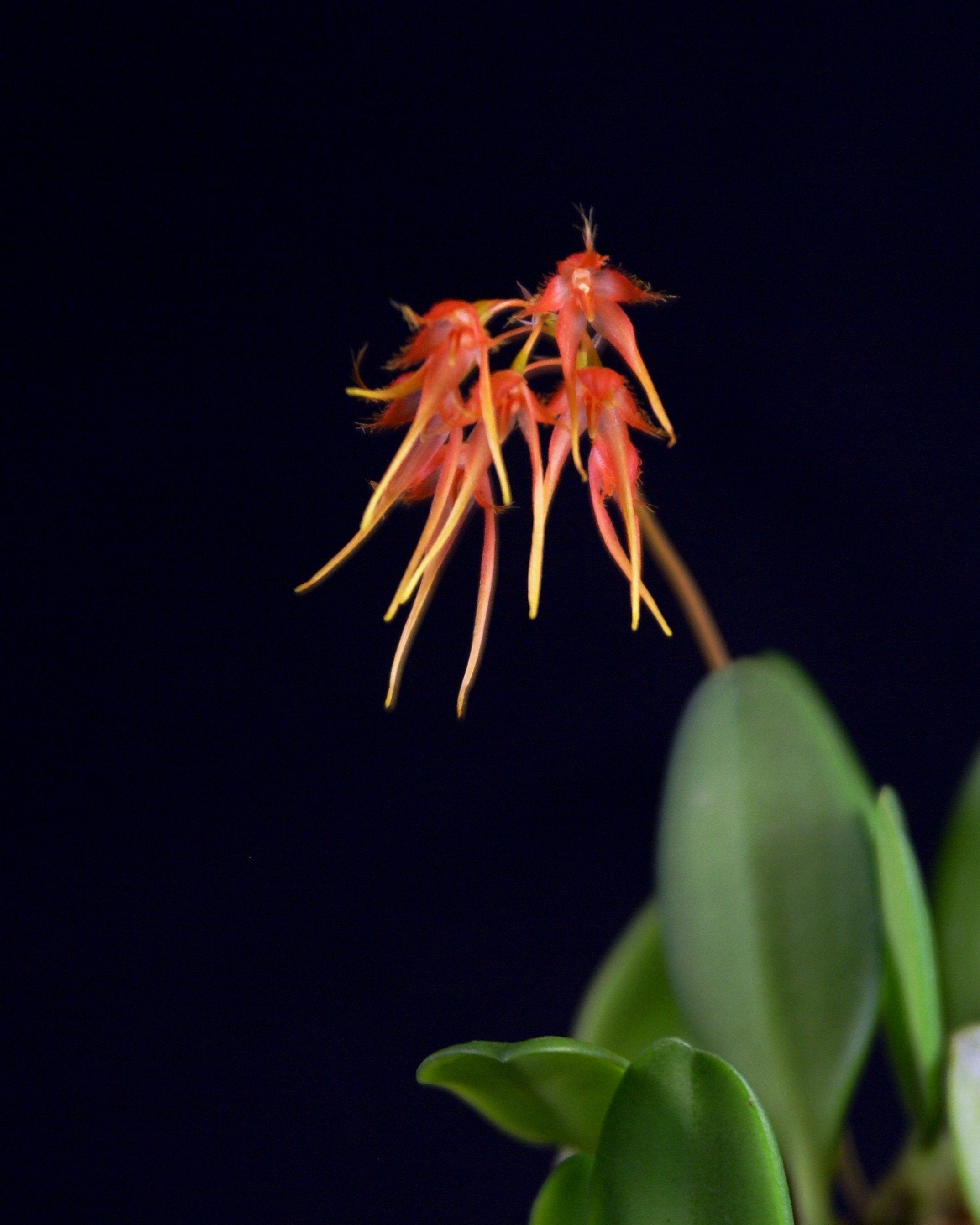 Bulbophyllum taiwanense
