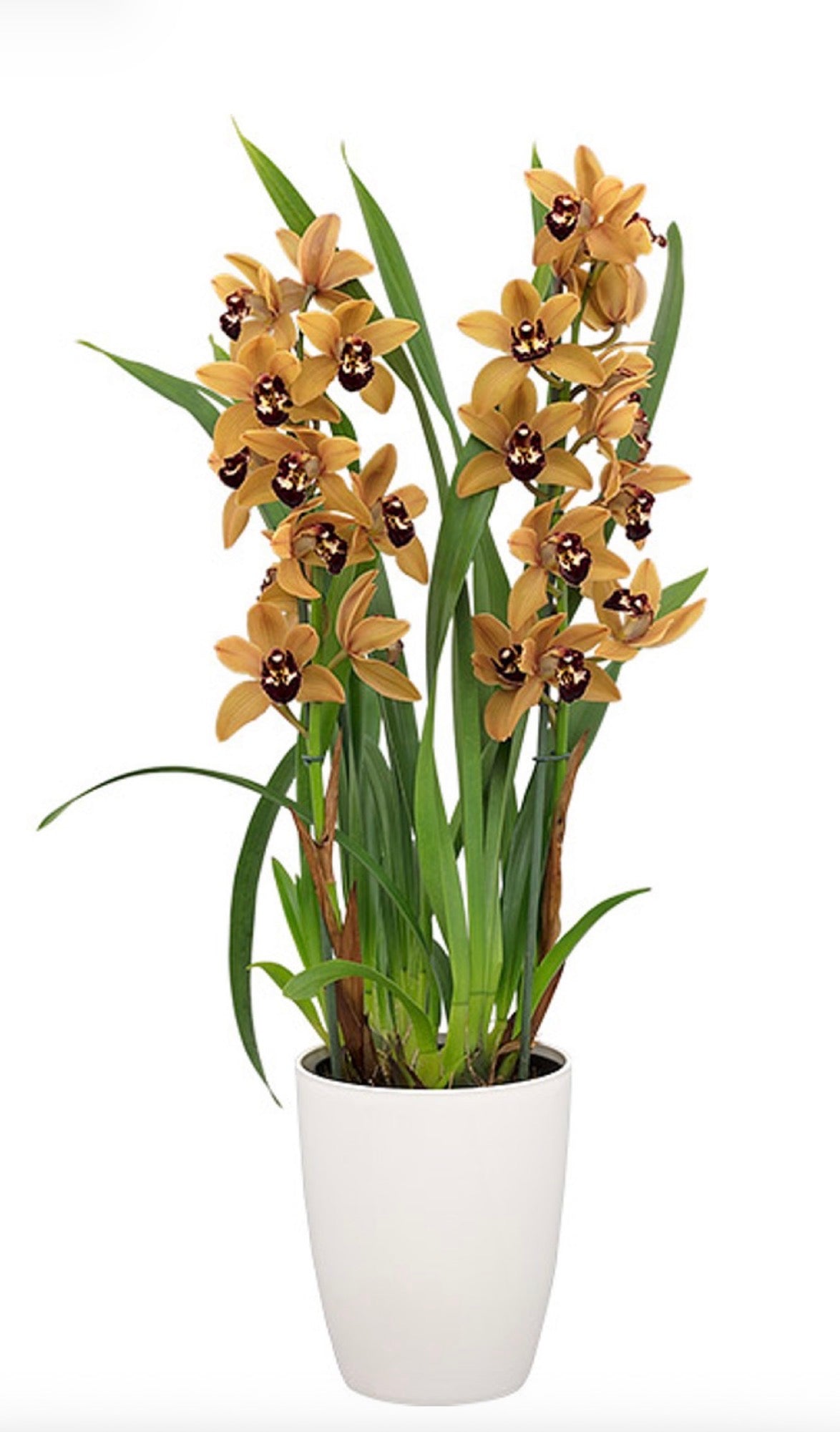 Cymbidium Hazel Flor ''orange mandarin''
