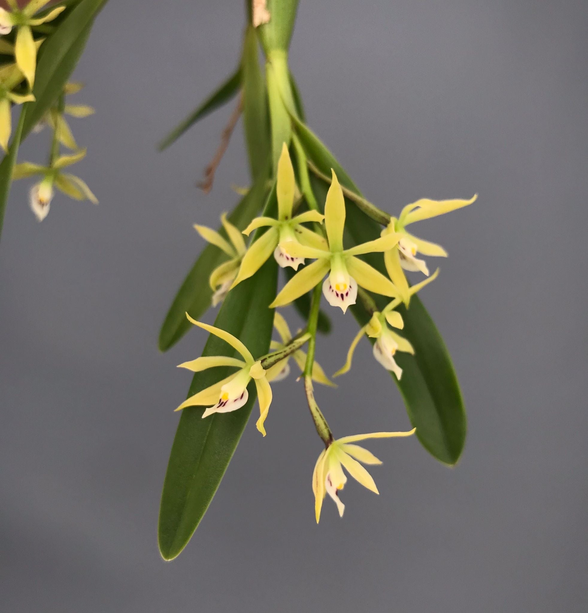 Encyclia spp