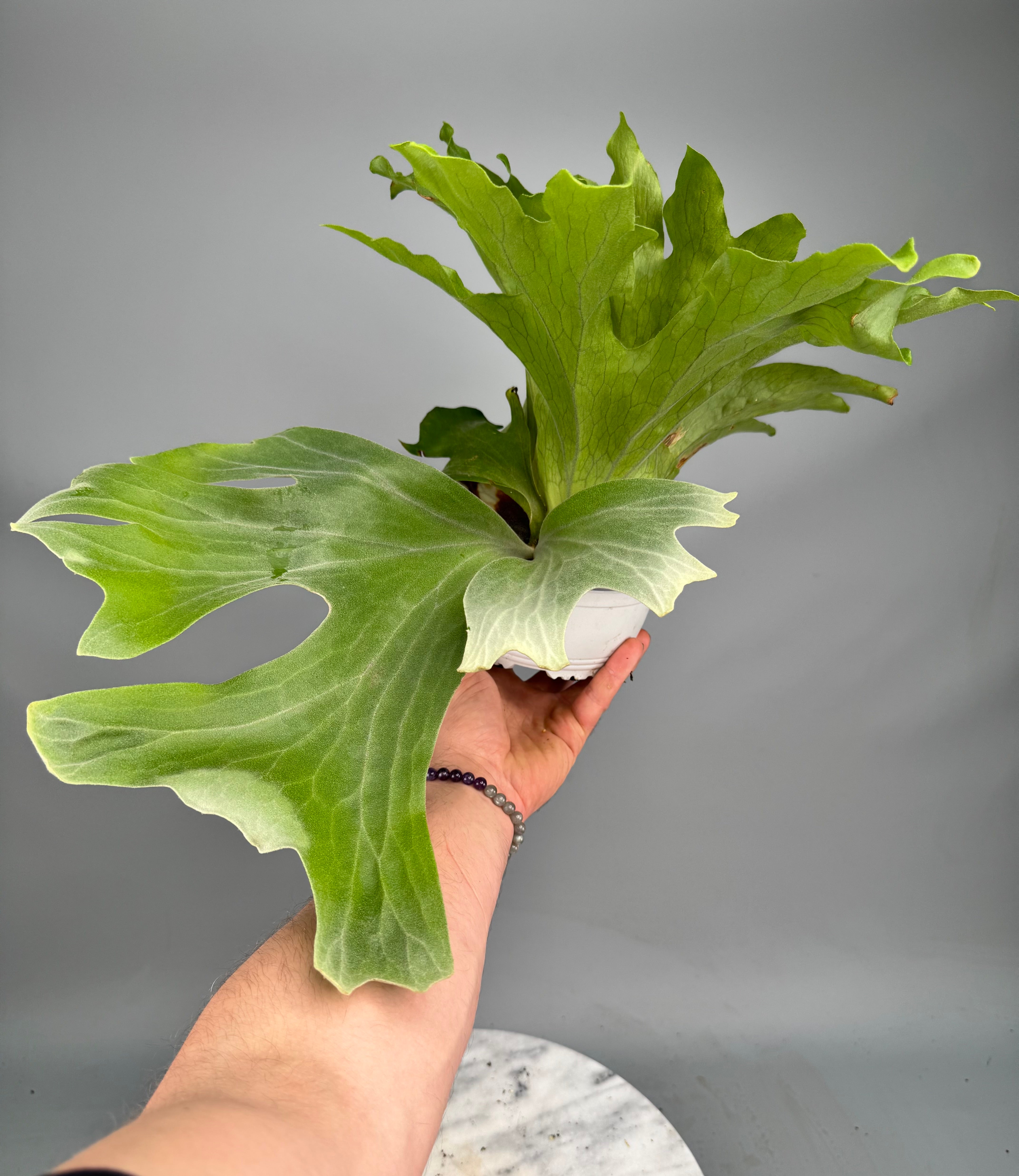 Platycerium wallichii