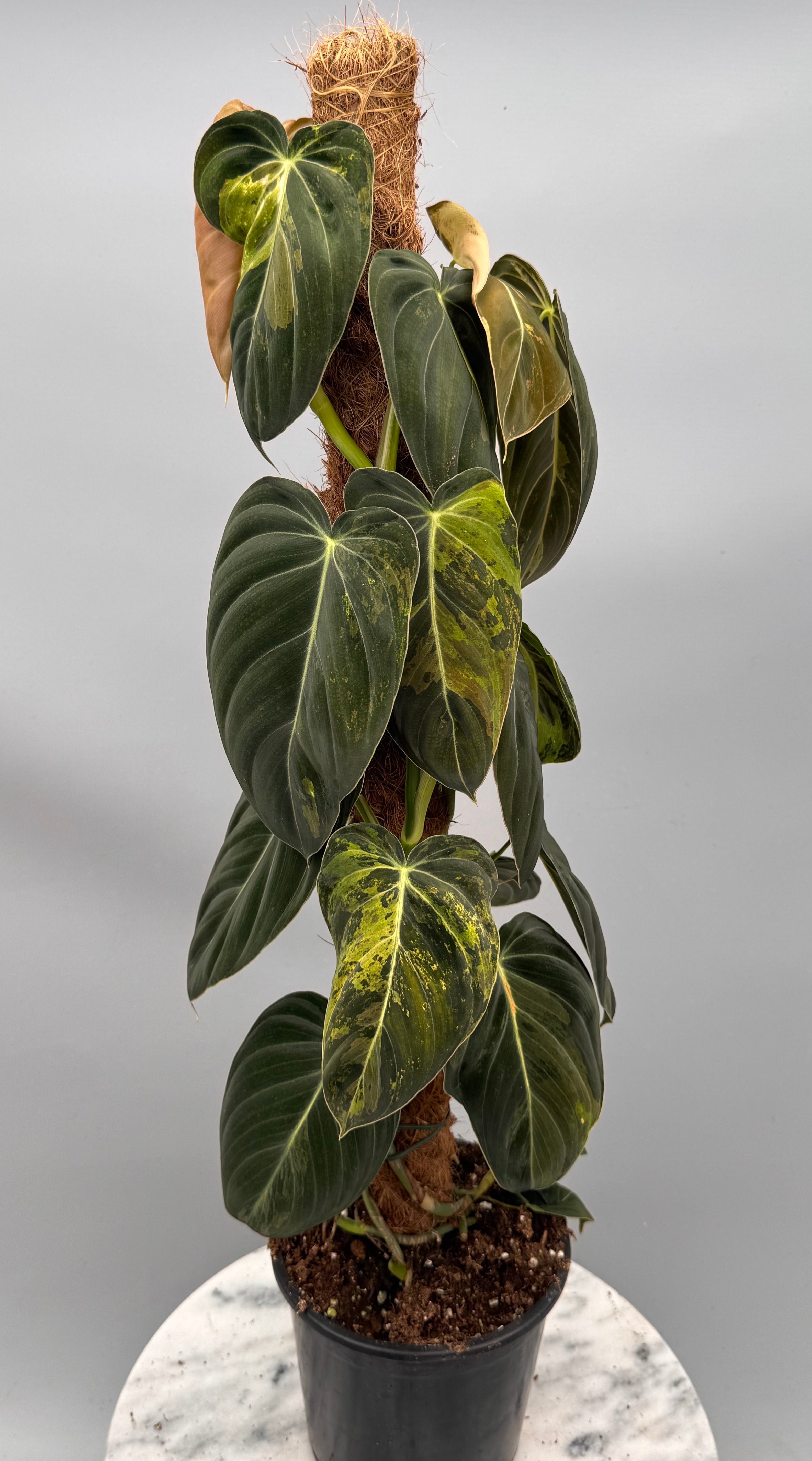 Philodendron melanochrysum variegata "Groß pflanze" (2 in 1 Topf)