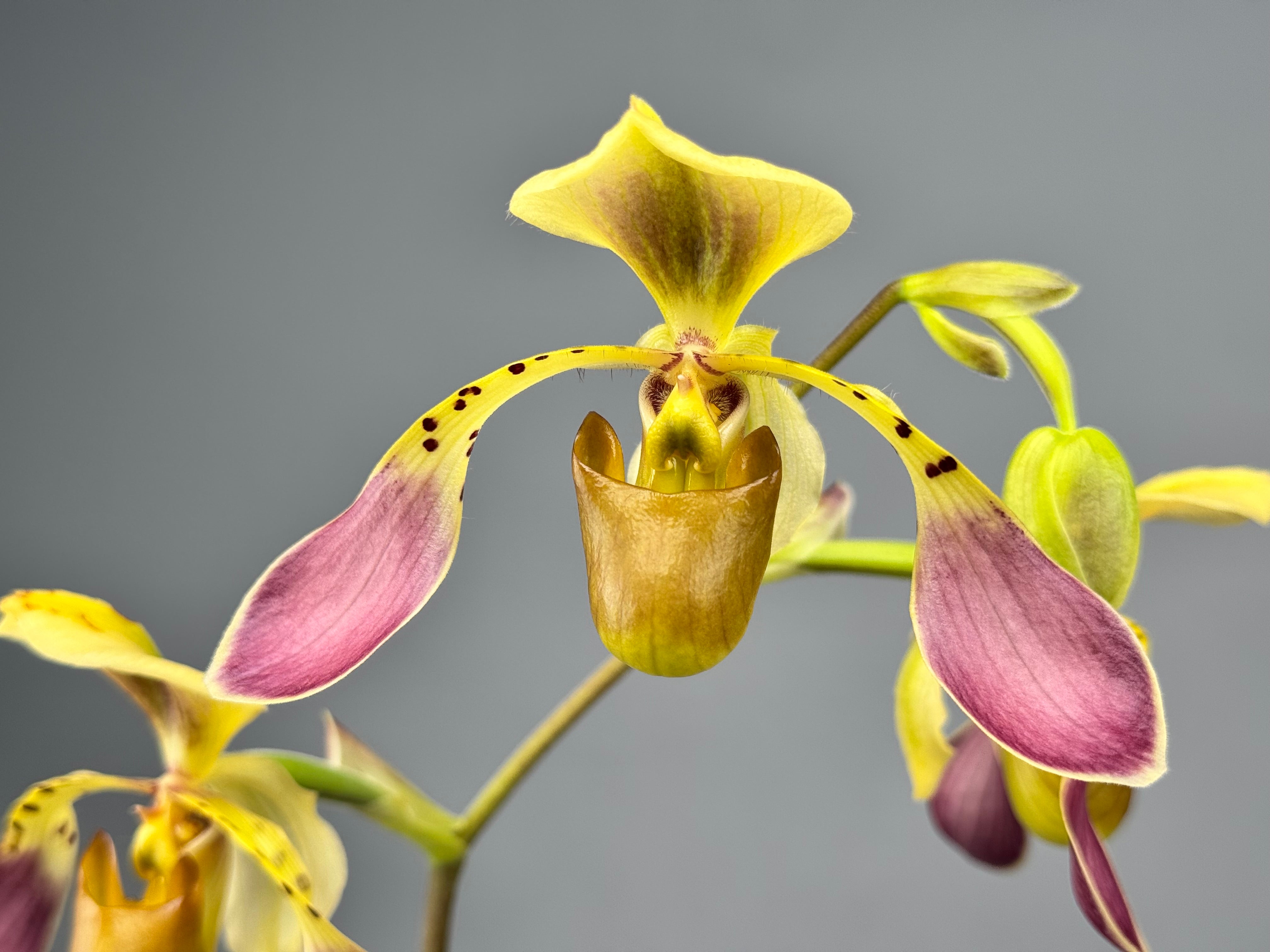 Paphiopedilum lowii var semi alba (Rare selection)