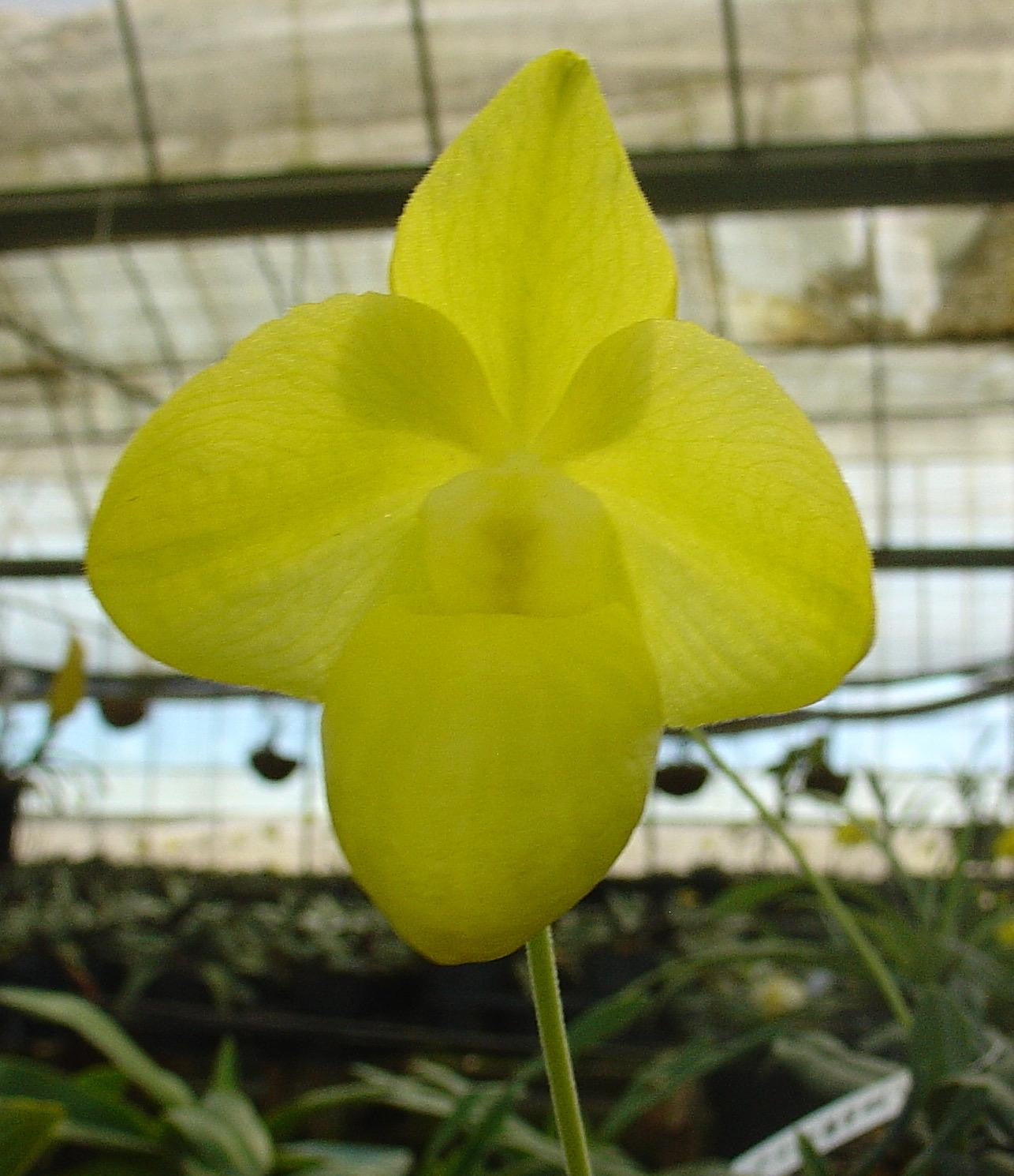 Paphiopedilum armeniacum Alba