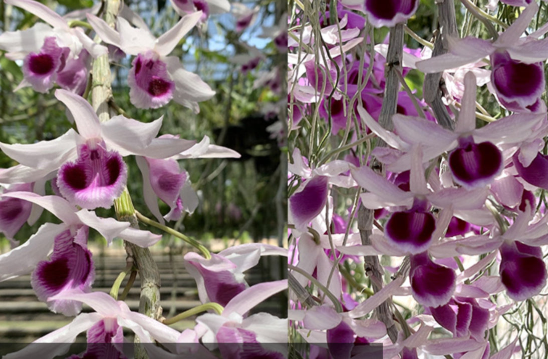 Dendrobium anosmum var. Semi Alba (Big Plant)
