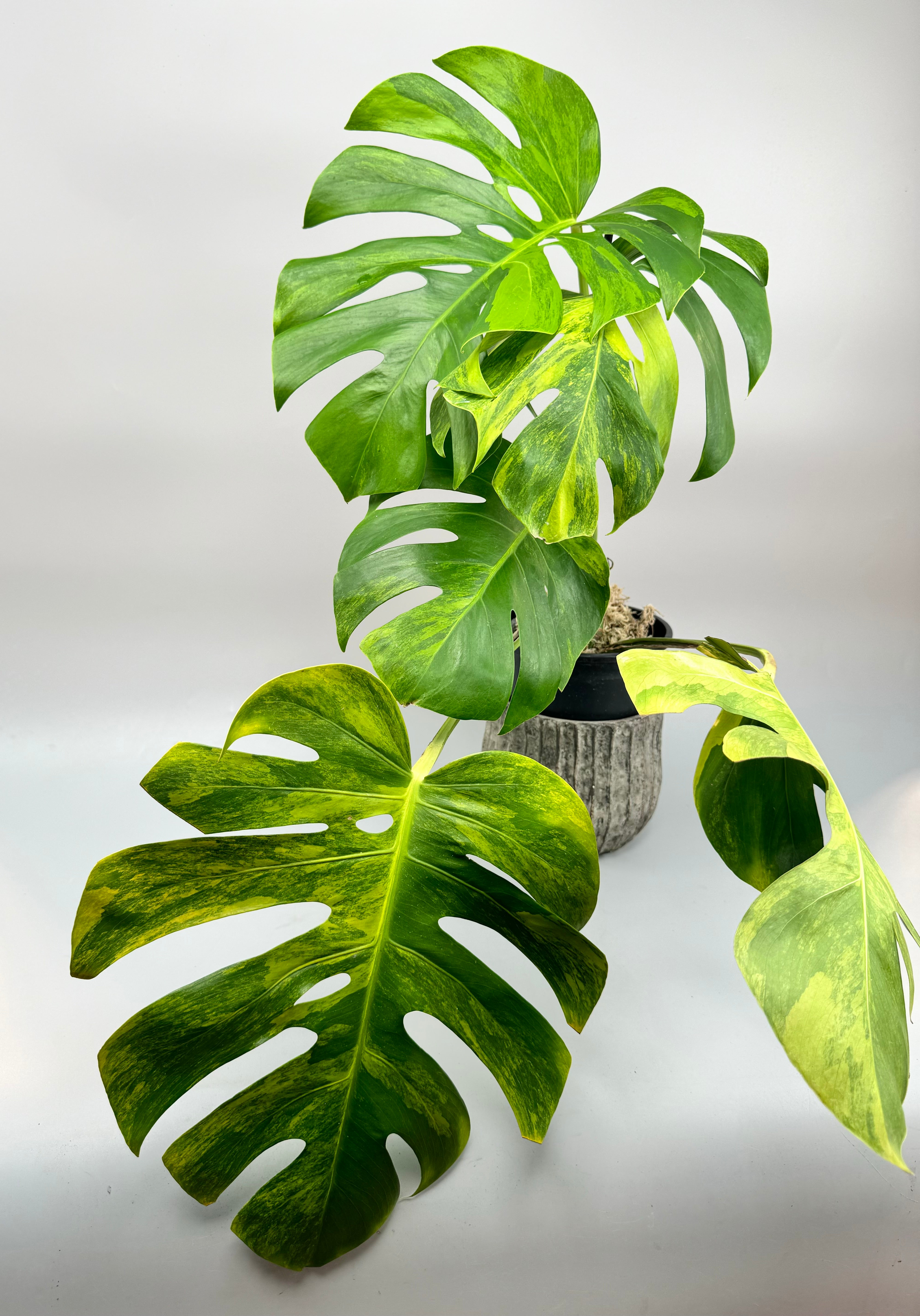 Monstera deliciosa borsigiana Aurea Variegata (Big Leaves)