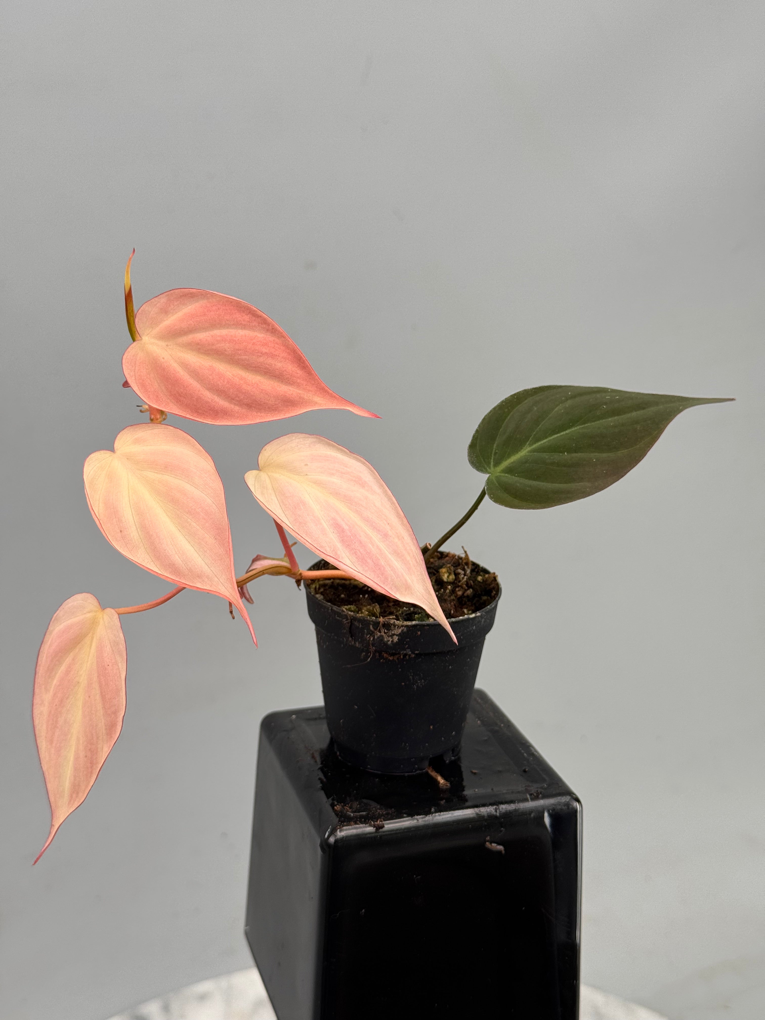 philodendron gris Philodendron micans pink variegated