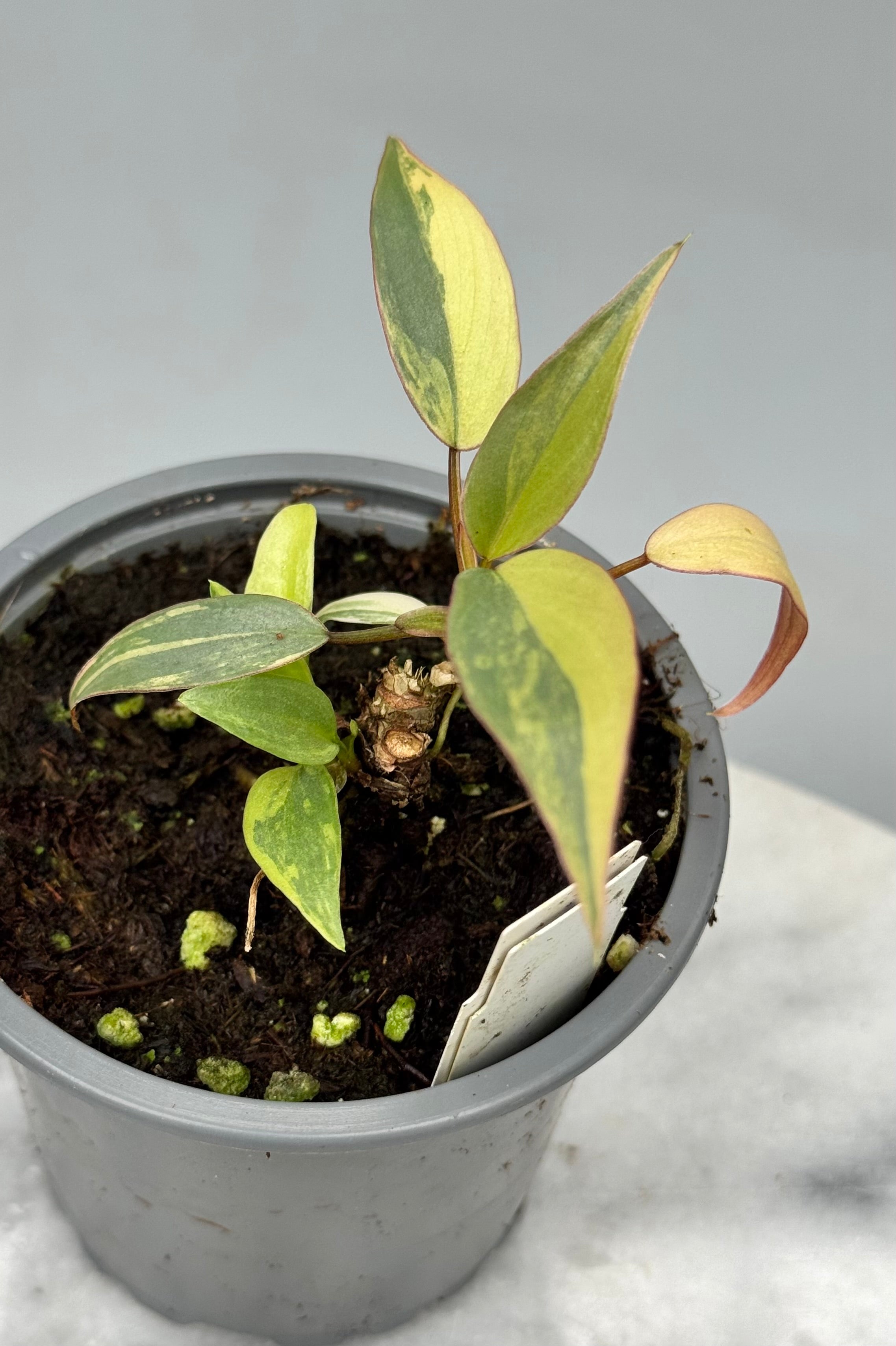 Philodendron atabapoense variegata Pink nr 1