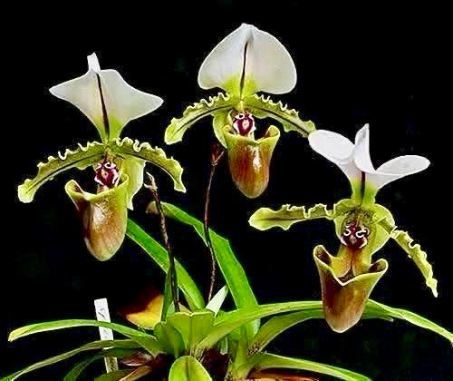 Paphiopedilum spicerianum SS 1
