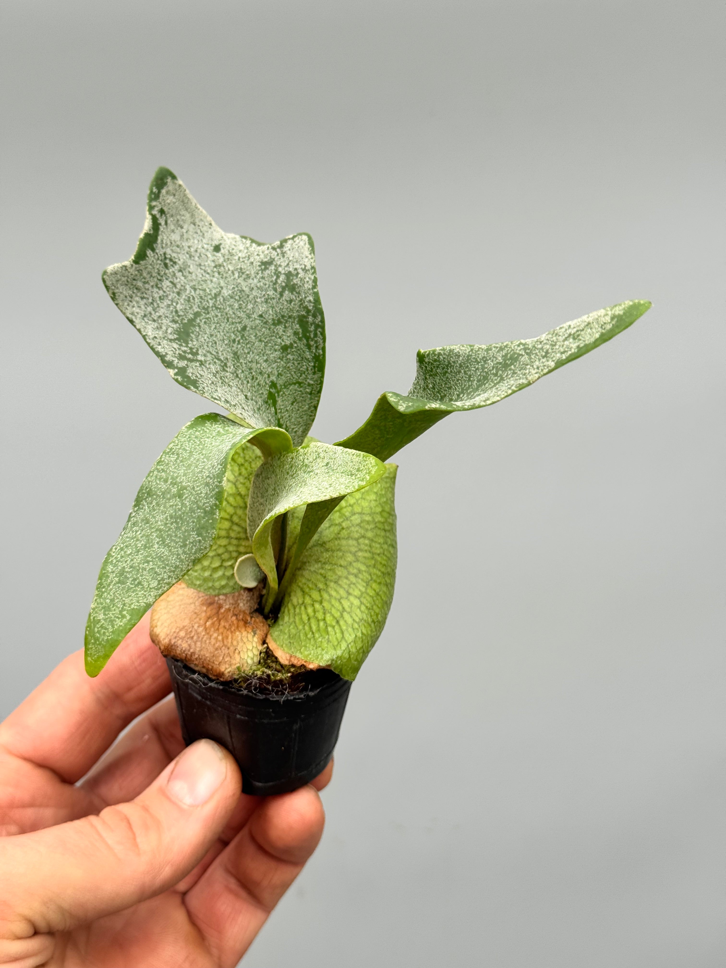 Platycerium White Gizmo