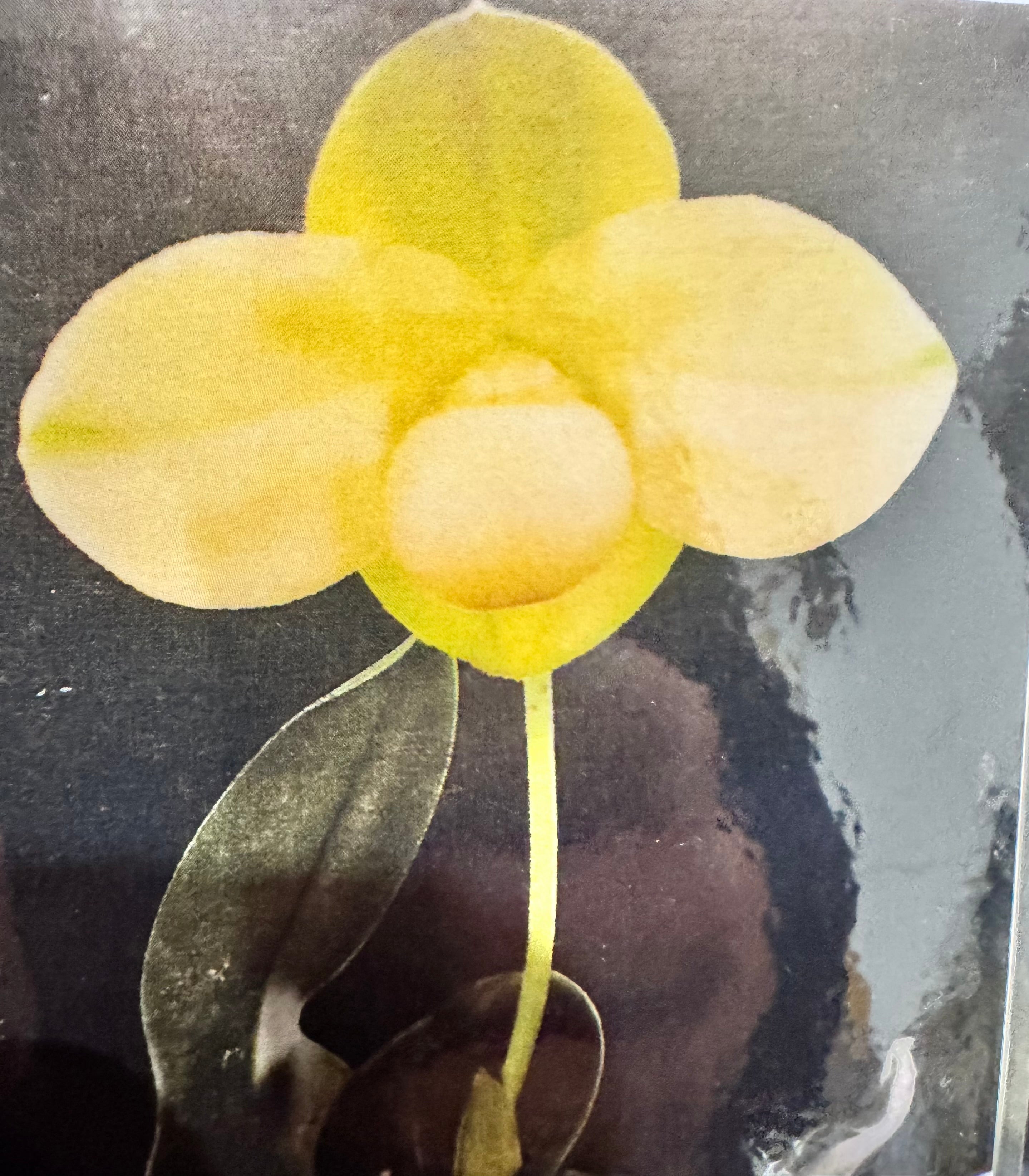 Paphiopedilum hangianum Album Mr. Kang