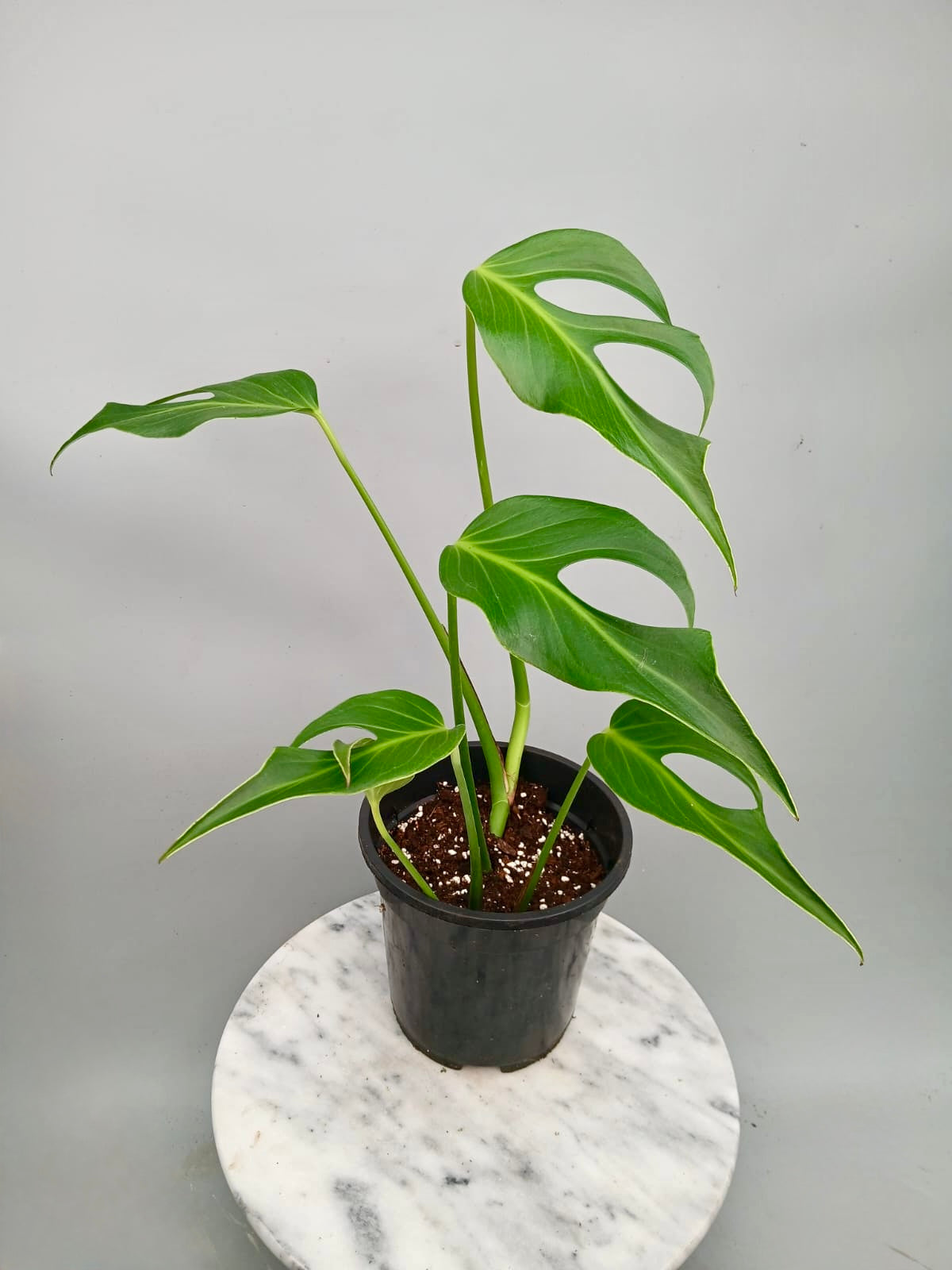 Monstera 'Burle Marx Flame' XL (4-5 Big Leaves)