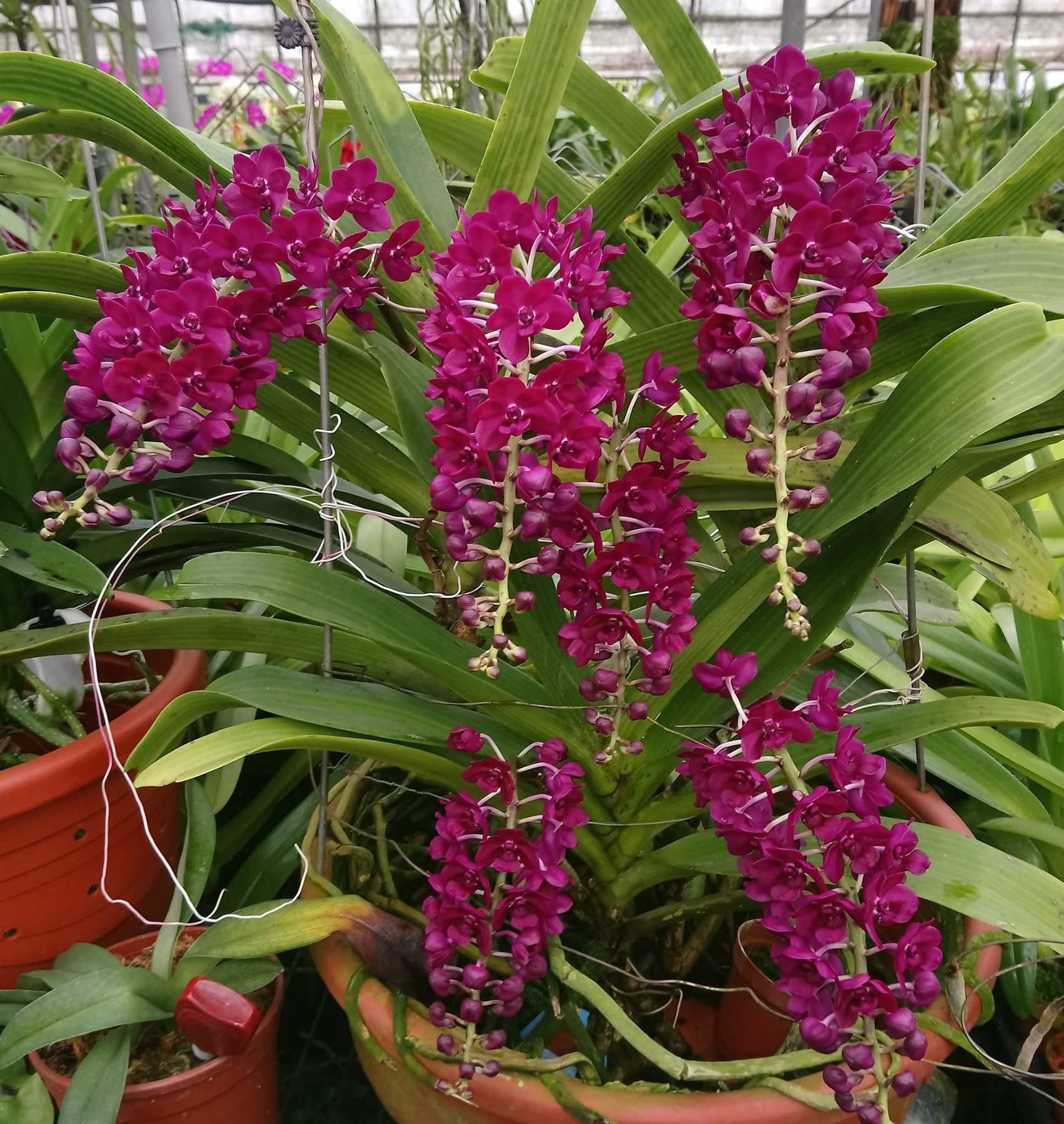 Rhynchostylis gigantea "Red"