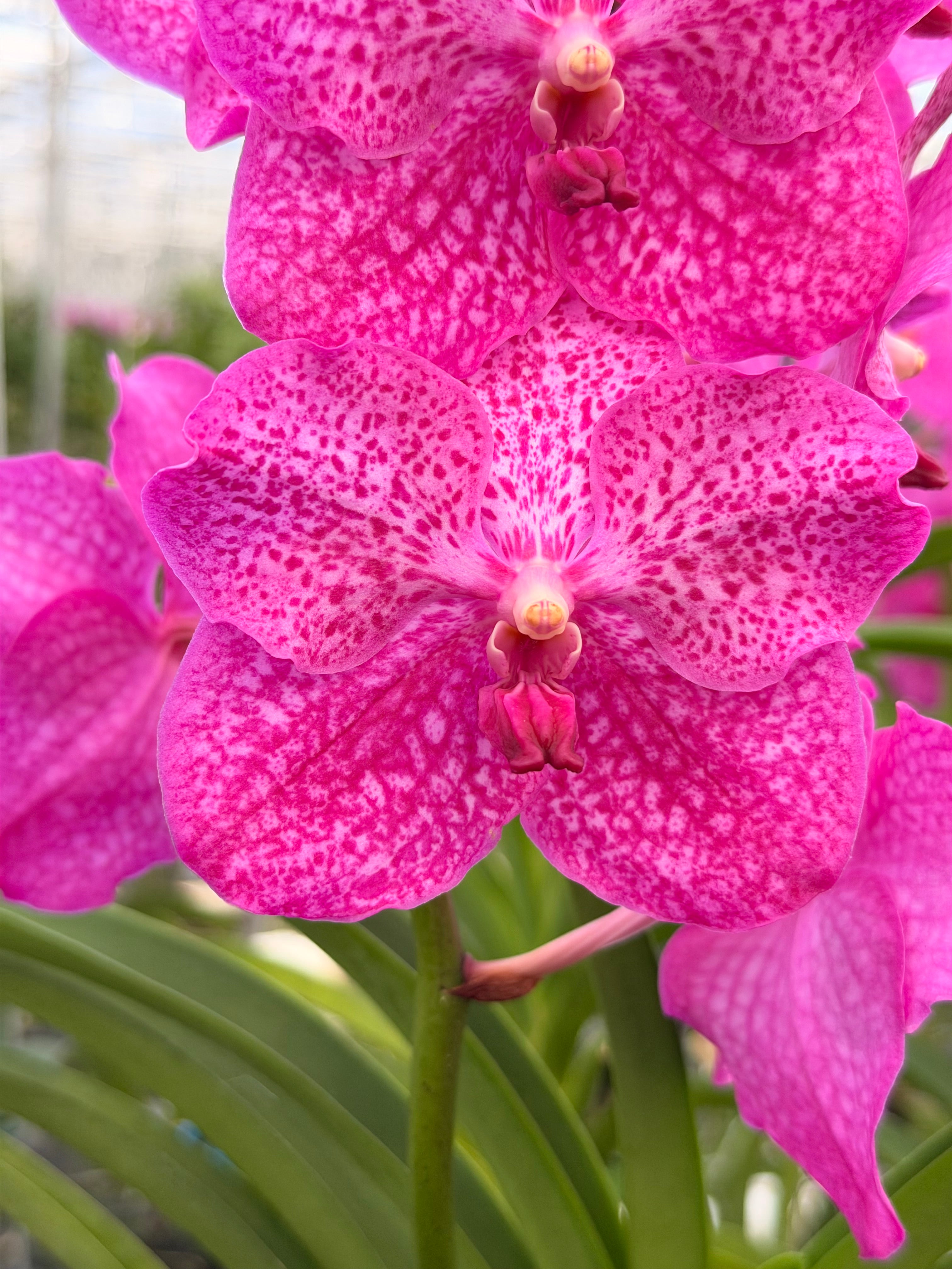 Vanda Pink Magic