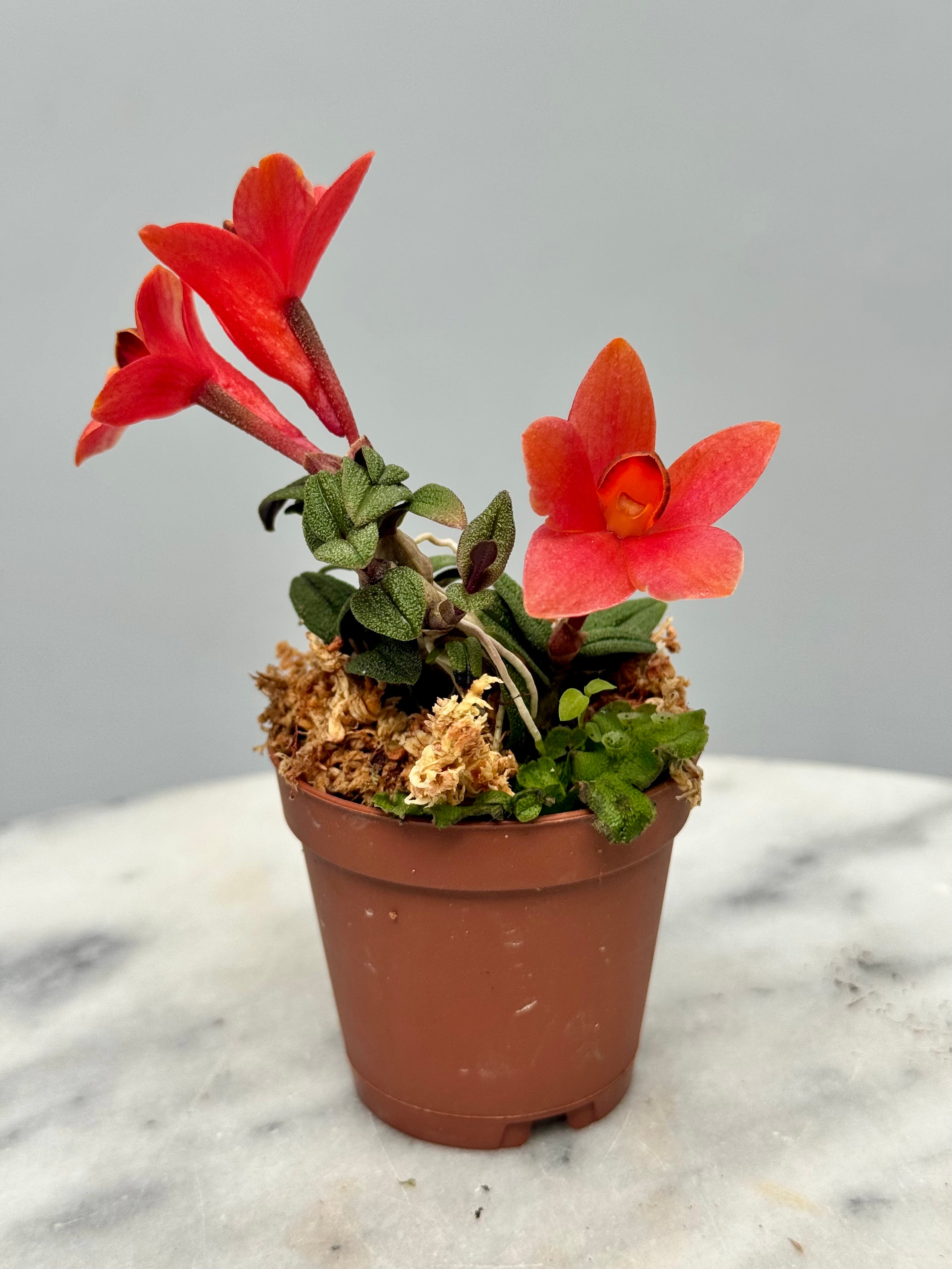 Dendrobium cuthbersonii "Red"