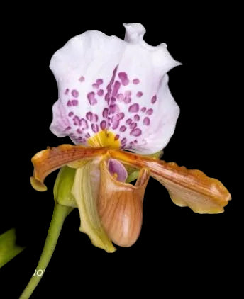 Paphiopedilum papilio-laoticus