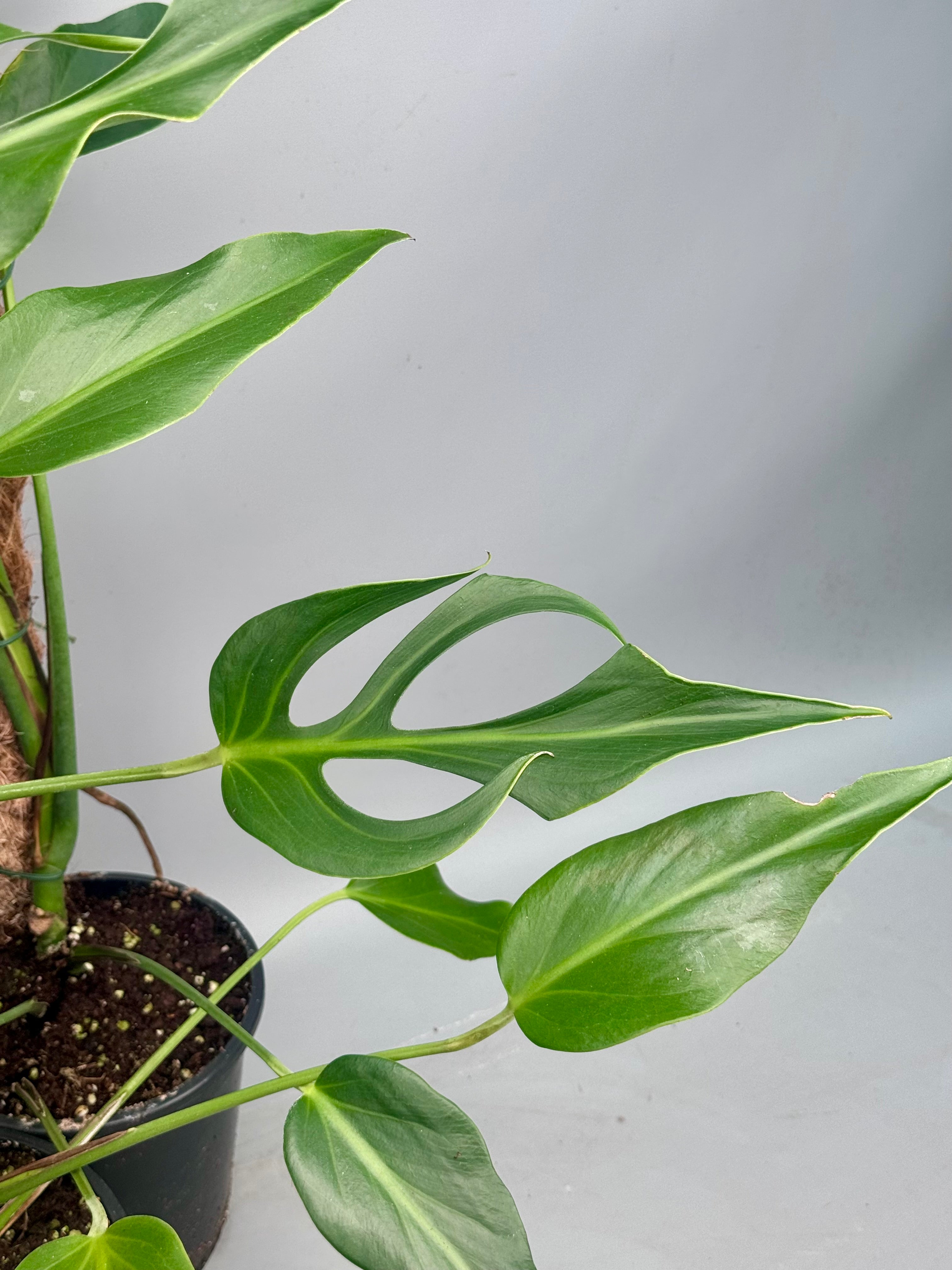 Monstera 'Burle Marx Flame' XL (4-5 Big Leaves)
