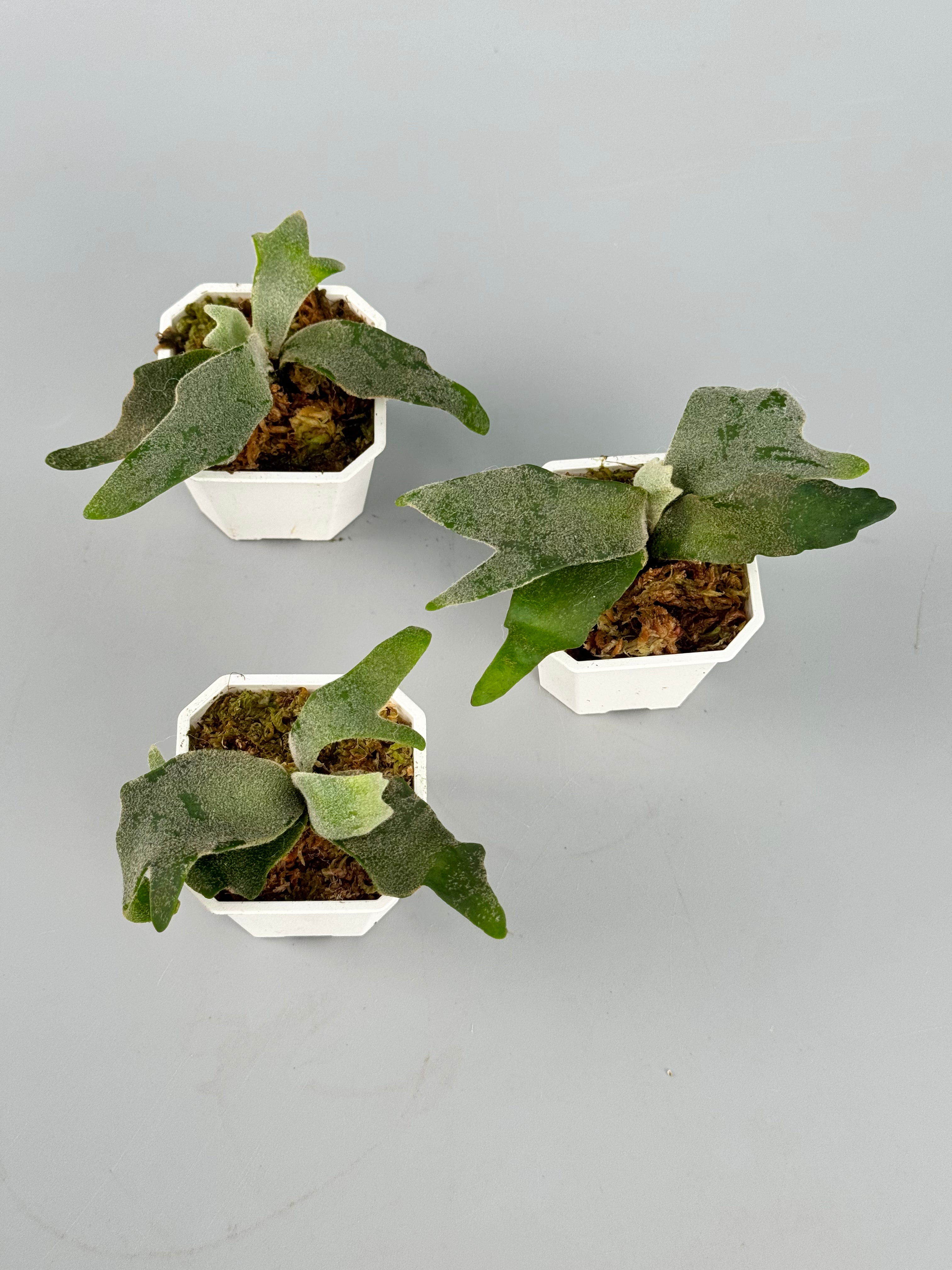 Platycerium willinckii "Jade Girl" DWARF (Small Plant)