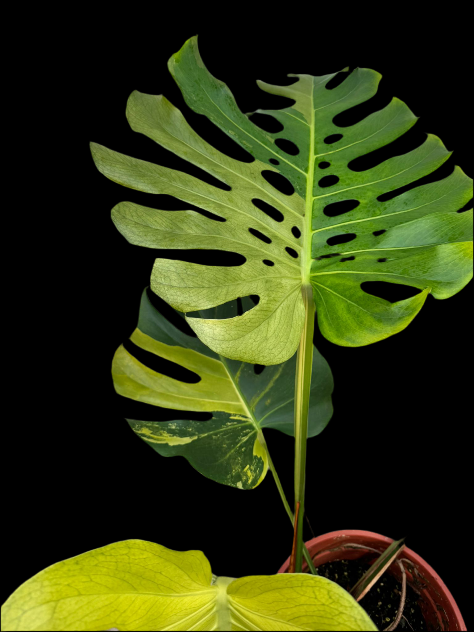 Monstera Ocean Mint (Nr 3)