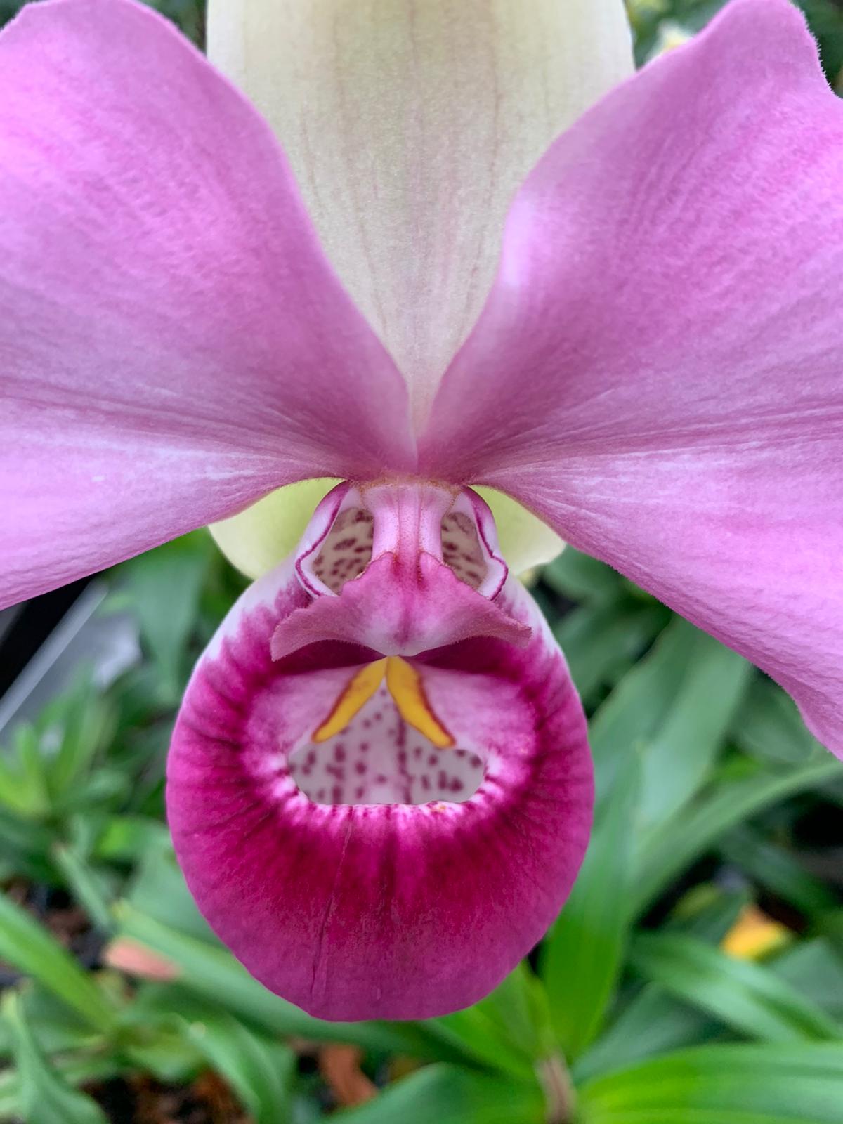 Phragmipedium kovachii