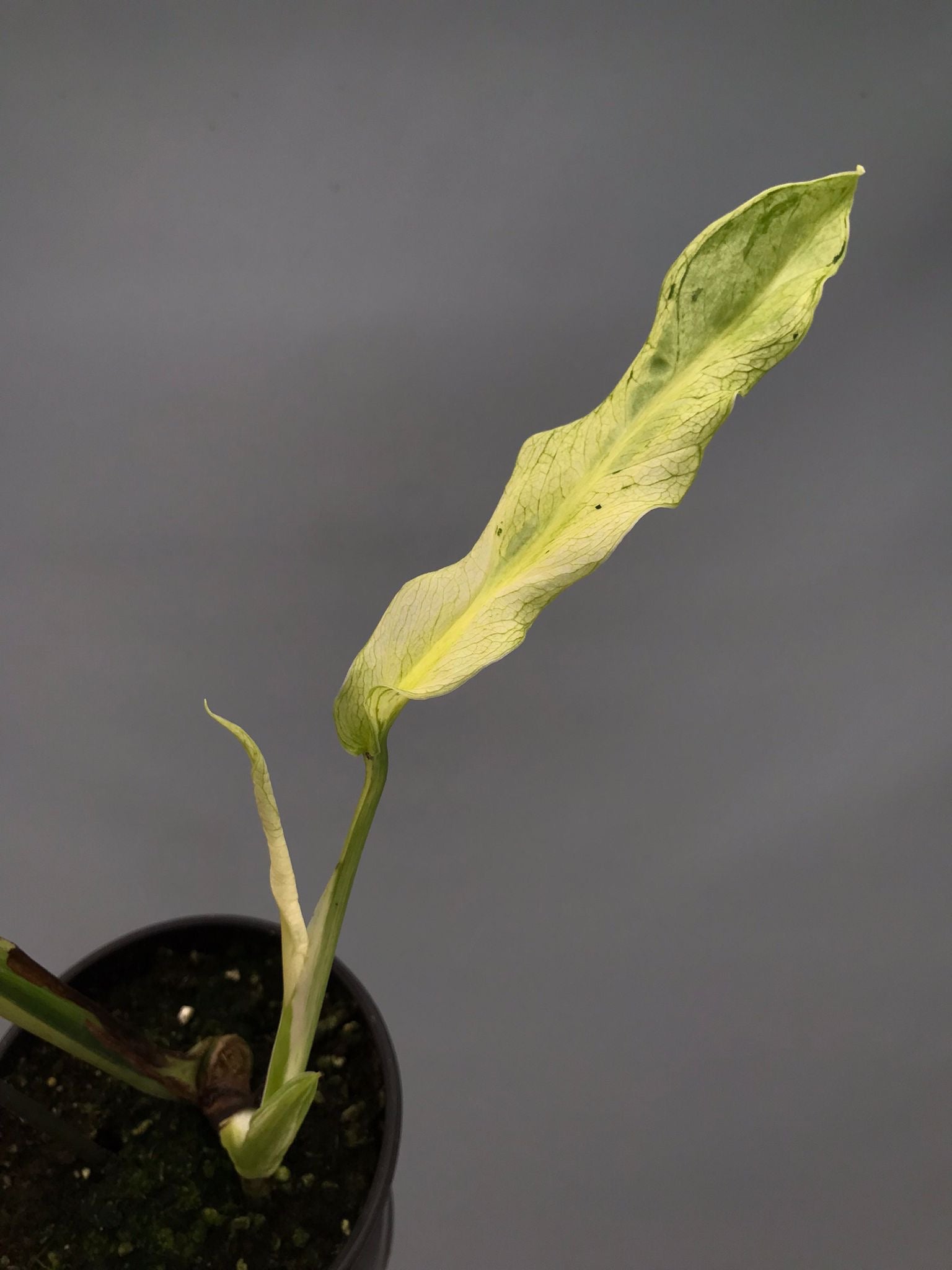 Monstera White Lava 'Lalamove' ( 1 laeve cutting)