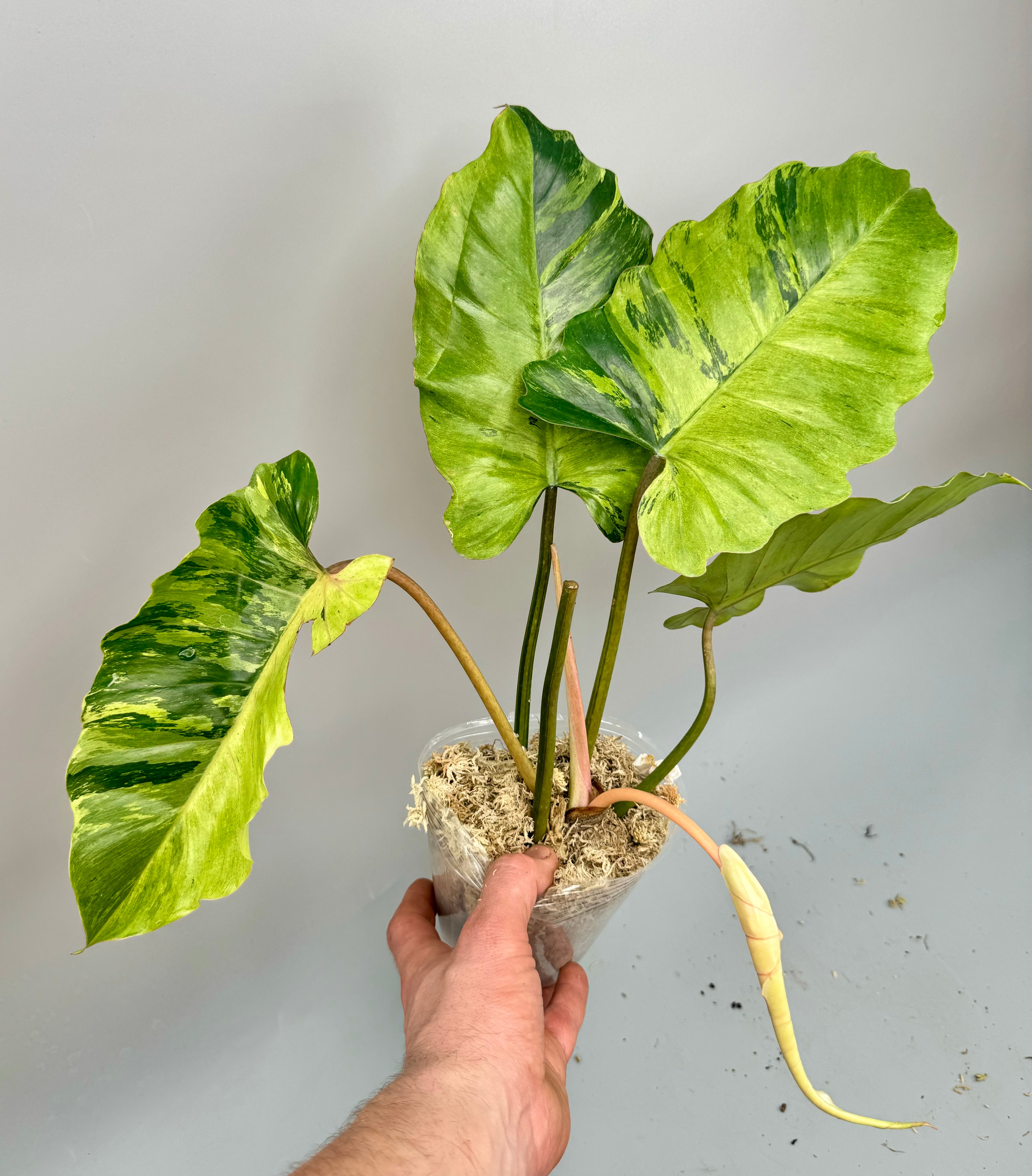 Philodendron Jungle Fever Variegated