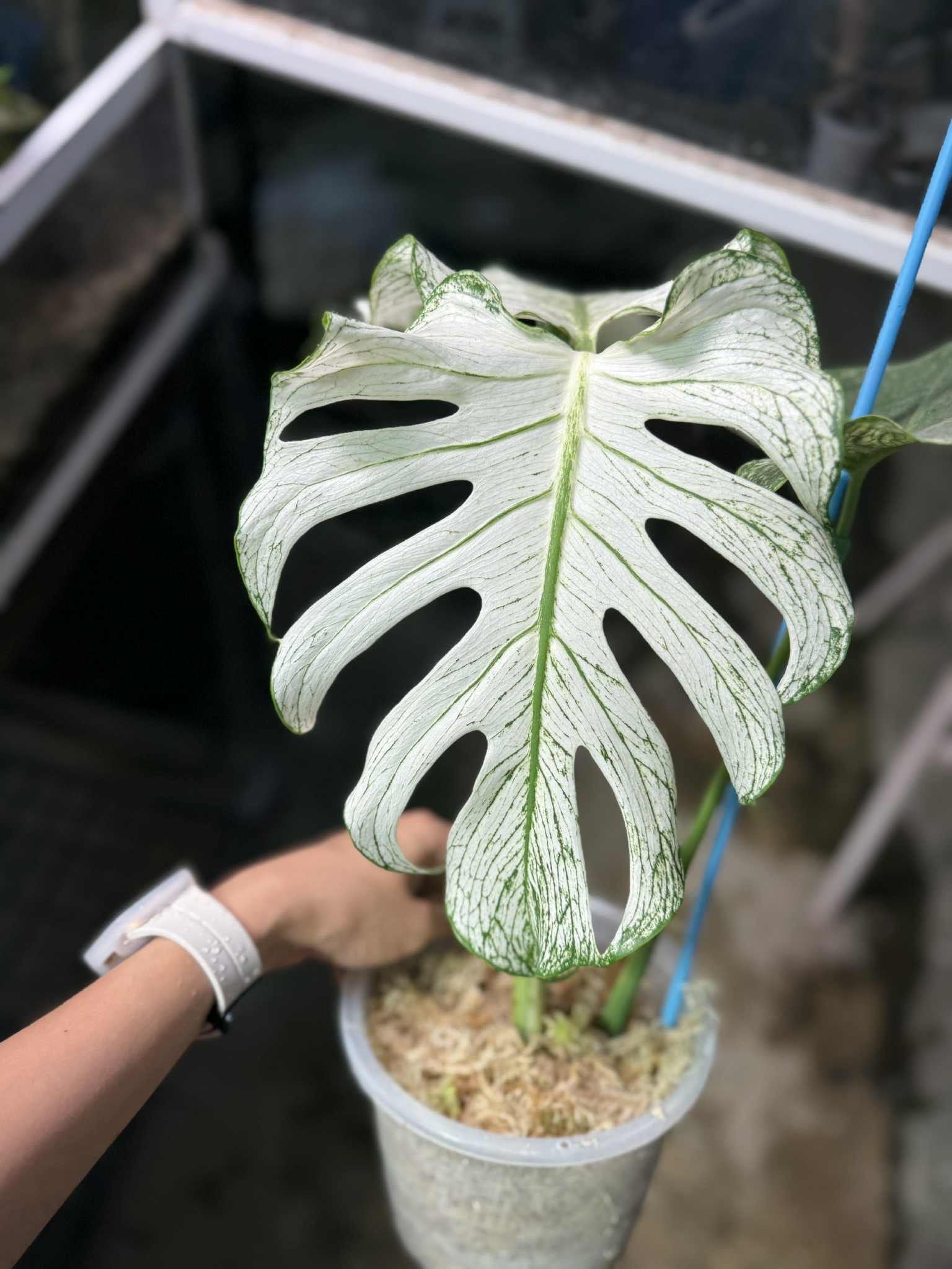 Monstera ‘Devil Monster’ Nr 2