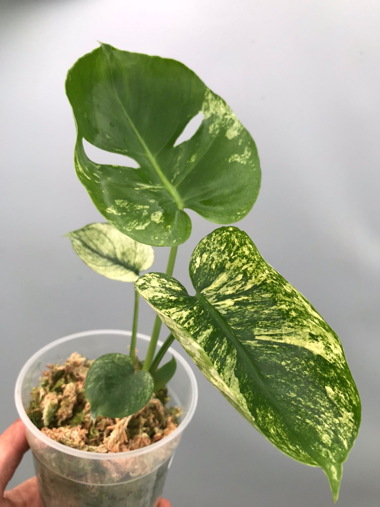 monstera siam Monstera Siam Mint nr 1 'small'