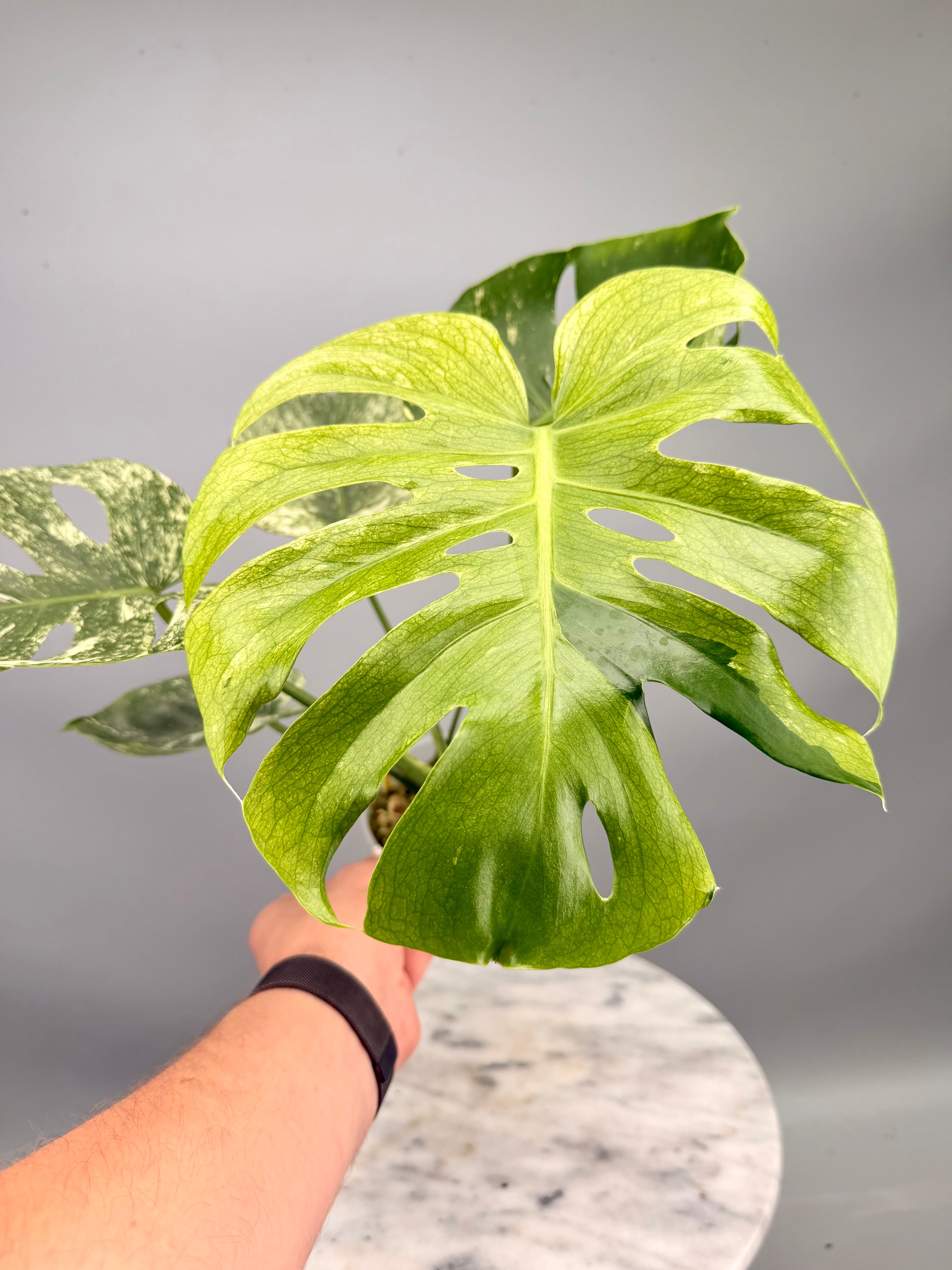 Monstera Siam Mint nr 2 ‘Big’